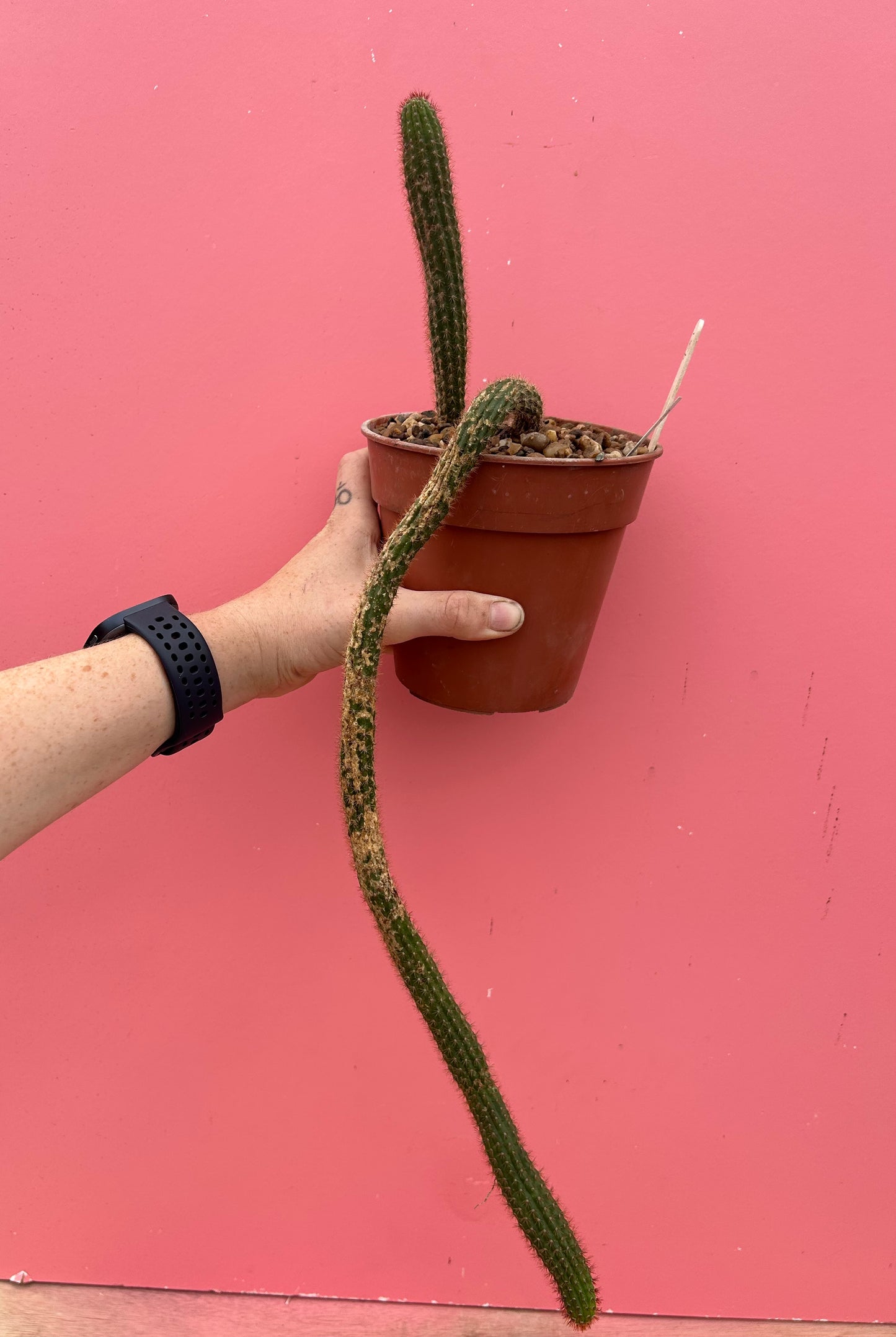 Trichocereus species in need of TLC! (931)