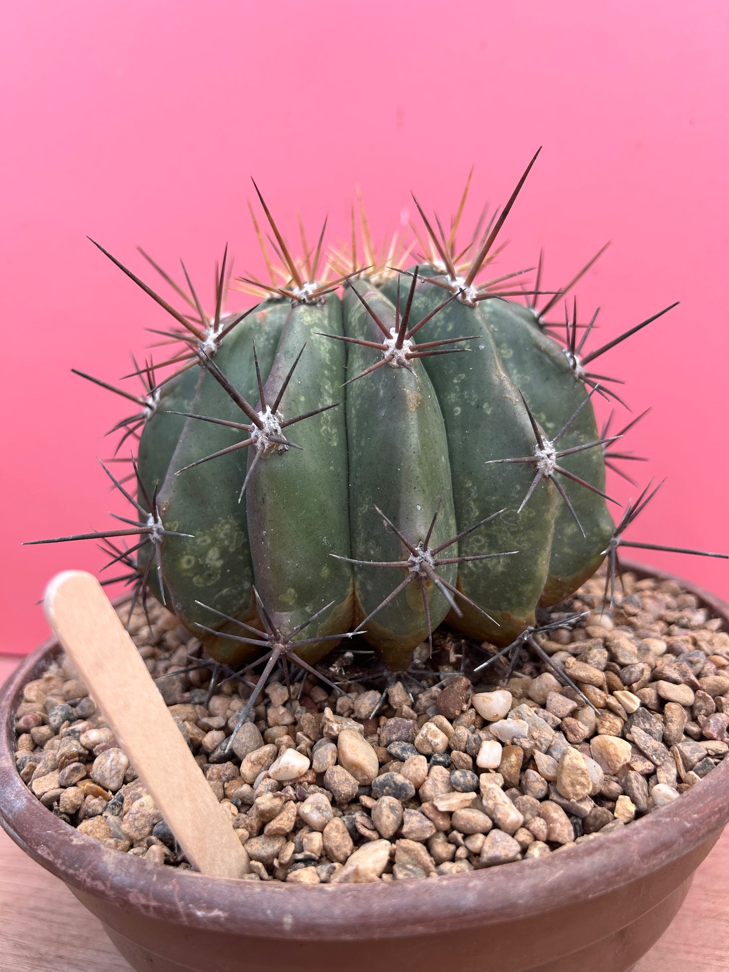 Ferocactus species (932)