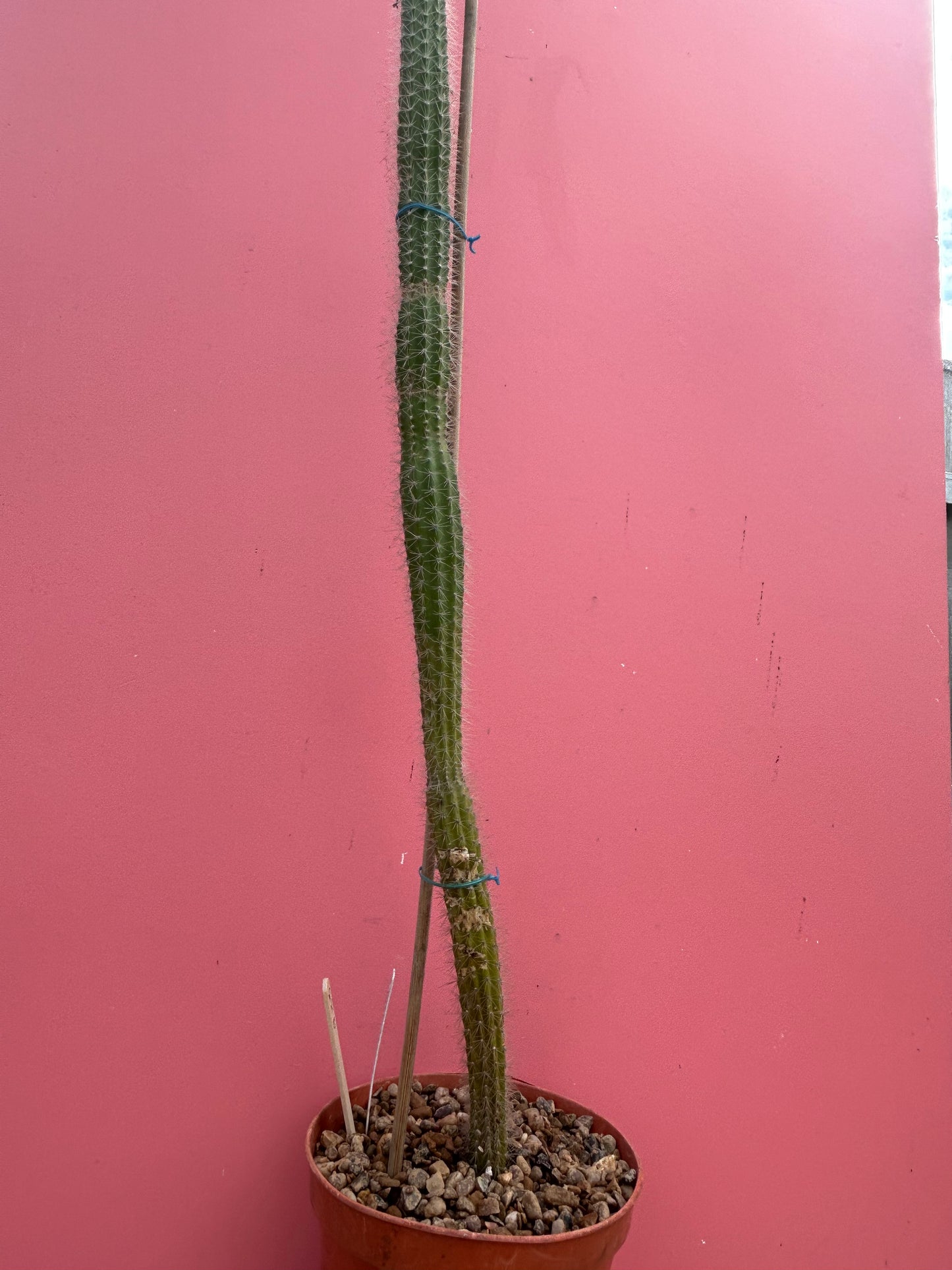 Nyctocereus serpentinus (933)