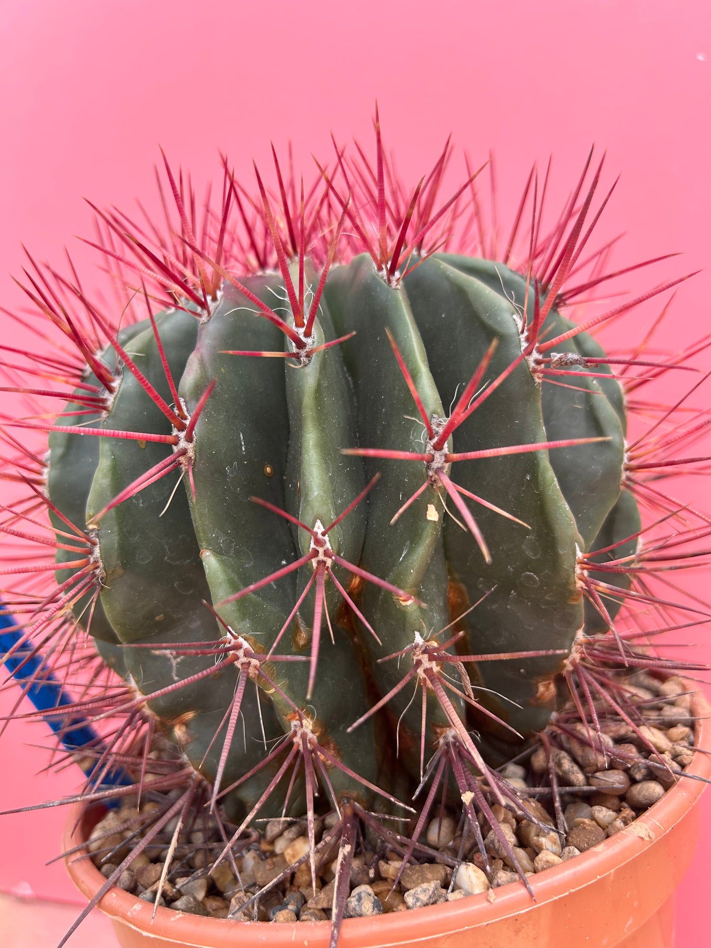 Ferocactus pilosus (934)