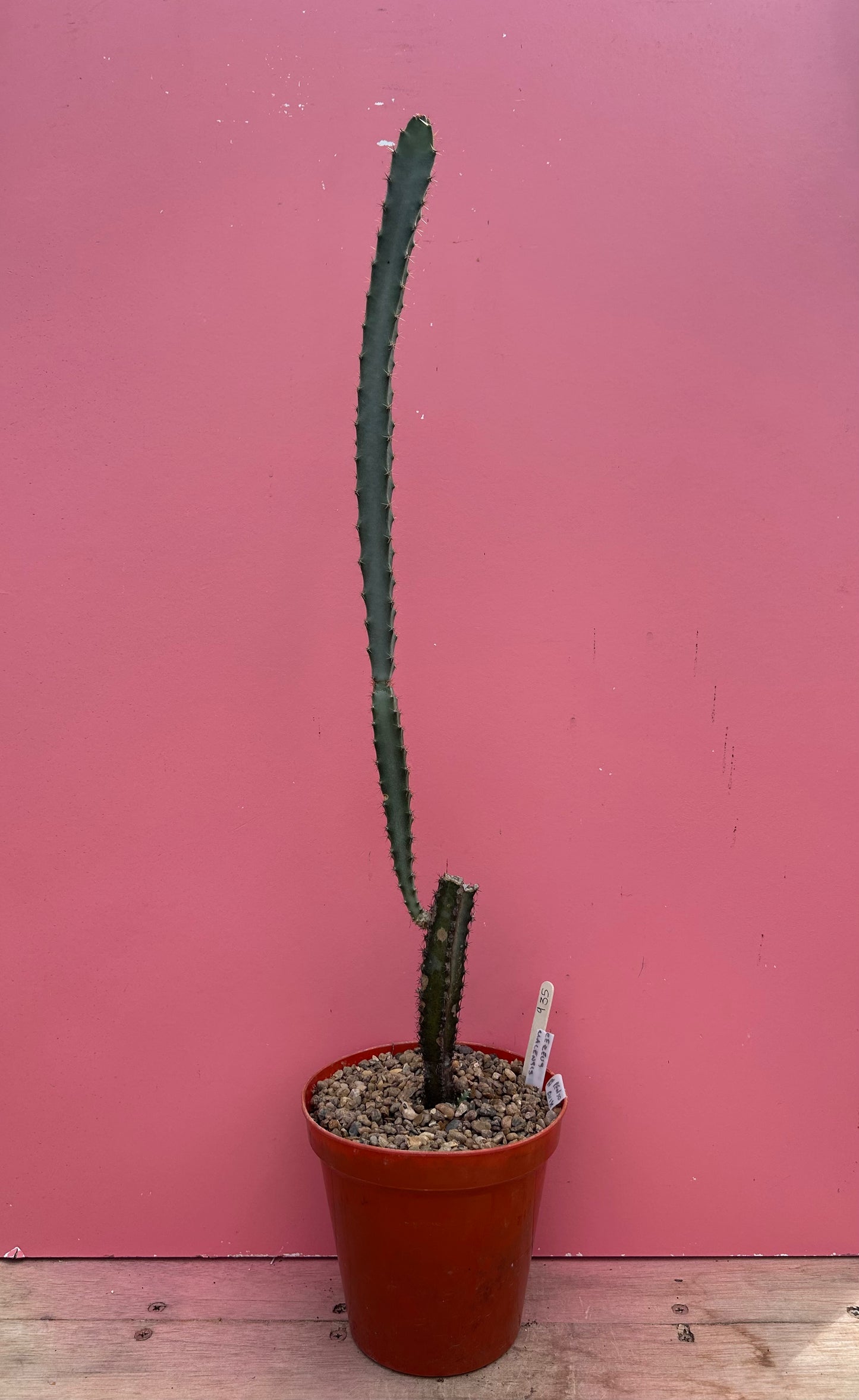 Peniocereus cuixmalensis (935)