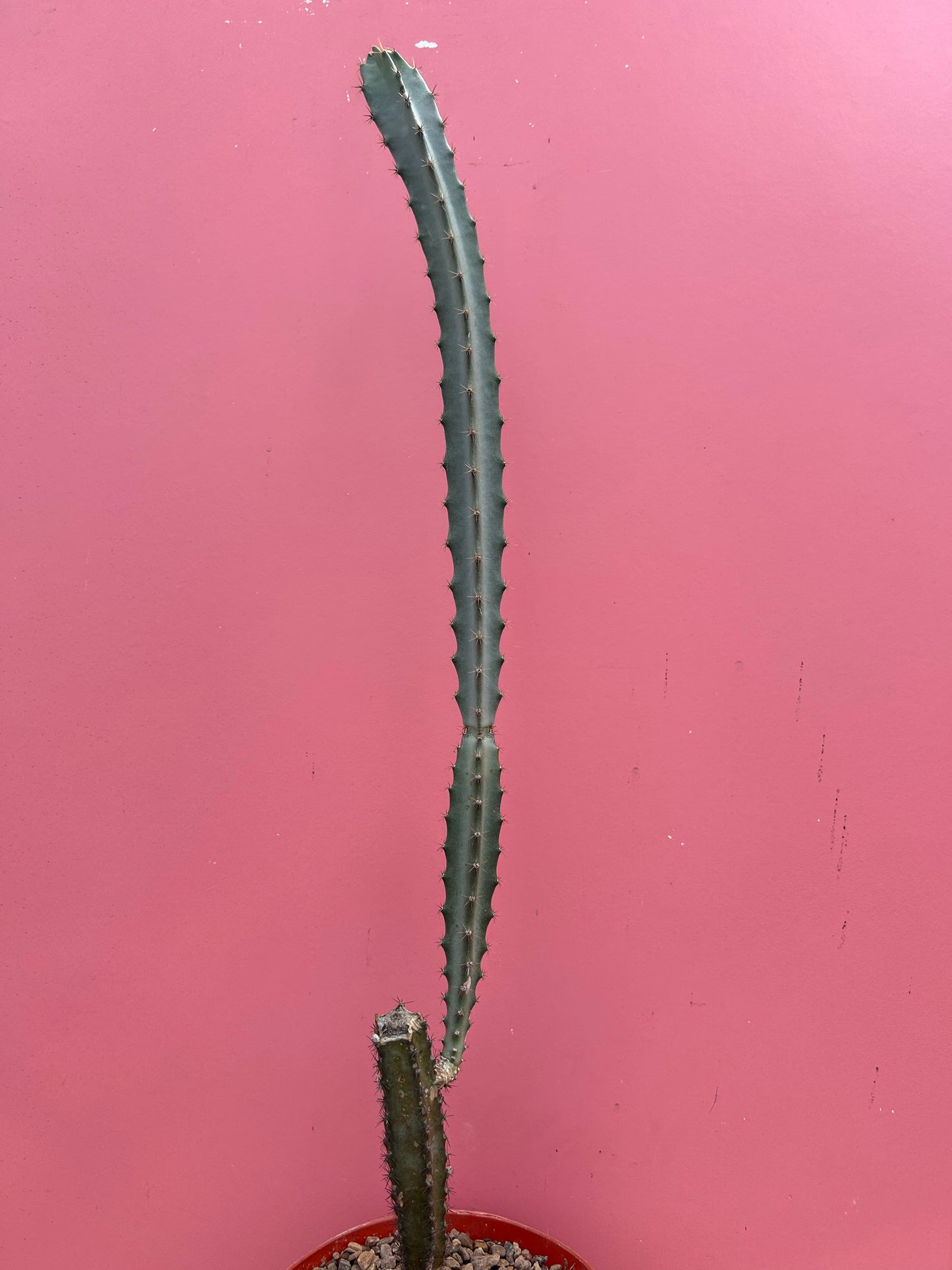 Peniocereus cuixmalensis (935)