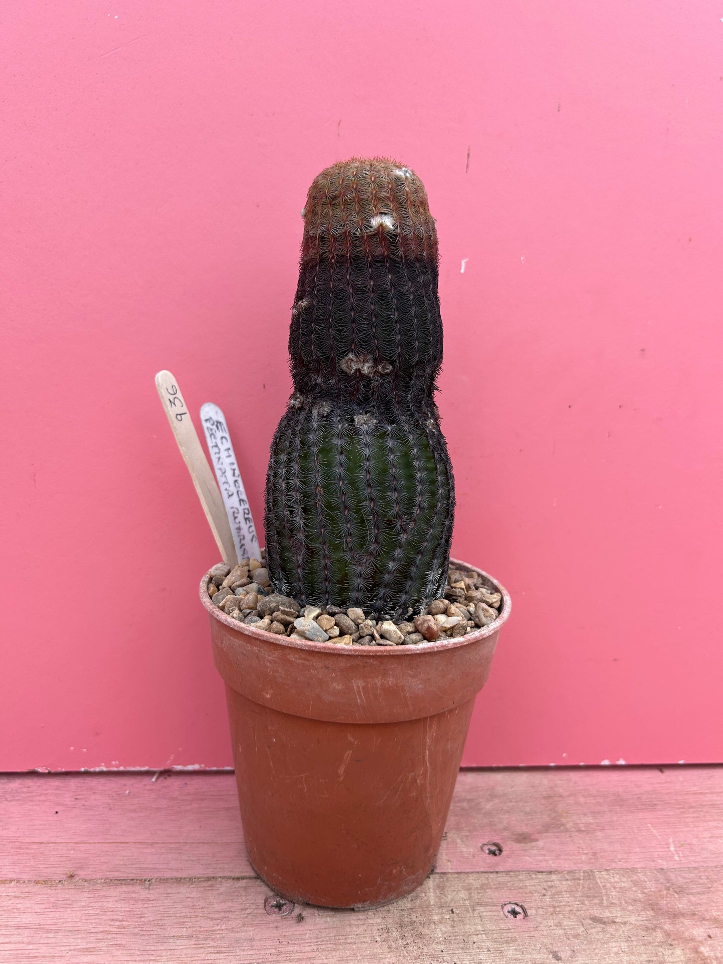 Echinocereus pectinata rubrispina (936)