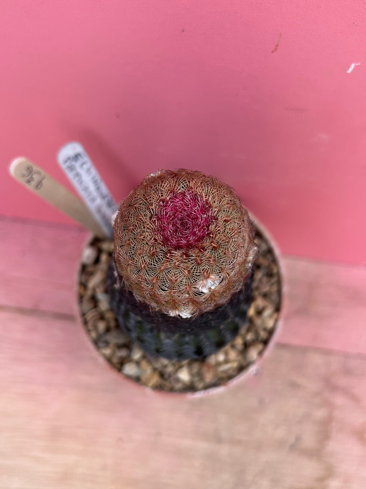 Echinocereus pectinata rubrispina (936)