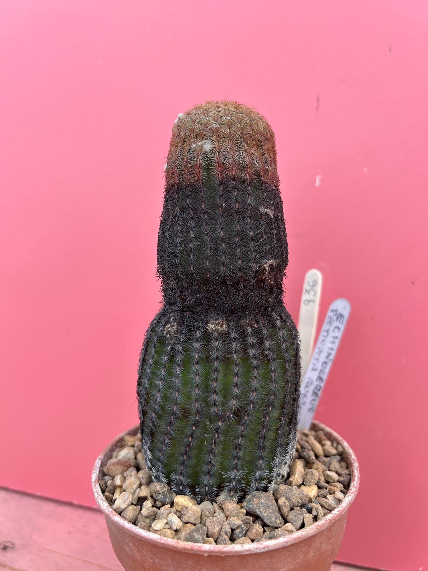 Echinocereus pectinata rubrispina (936)