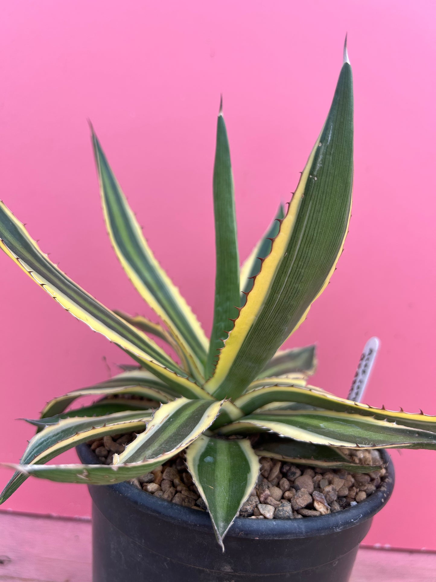 Agave lophantha quadricolor (937)