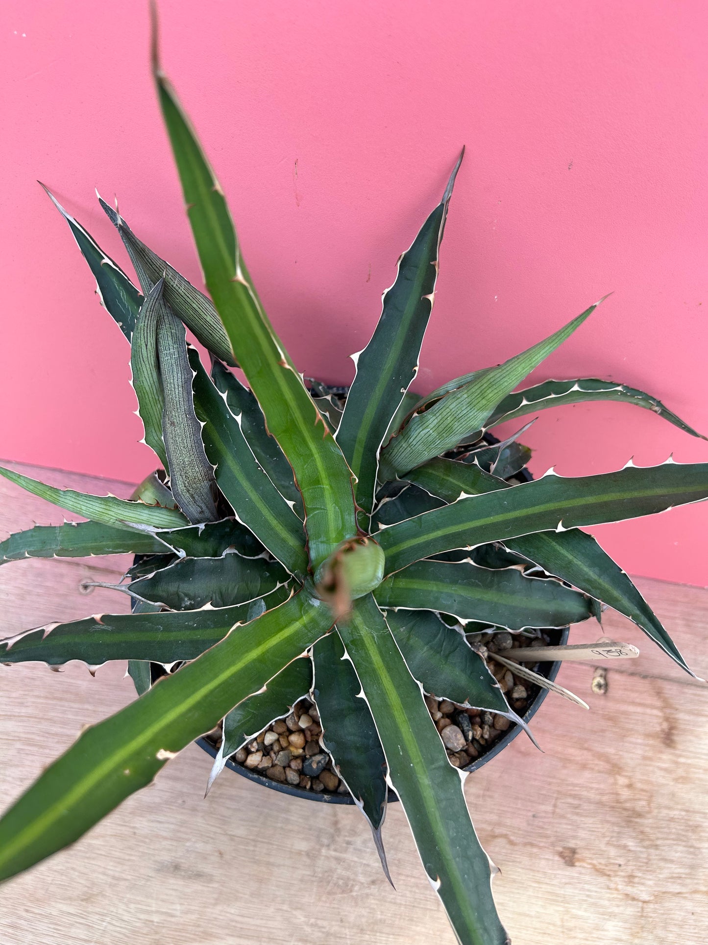 Agave xylonacantha (938)