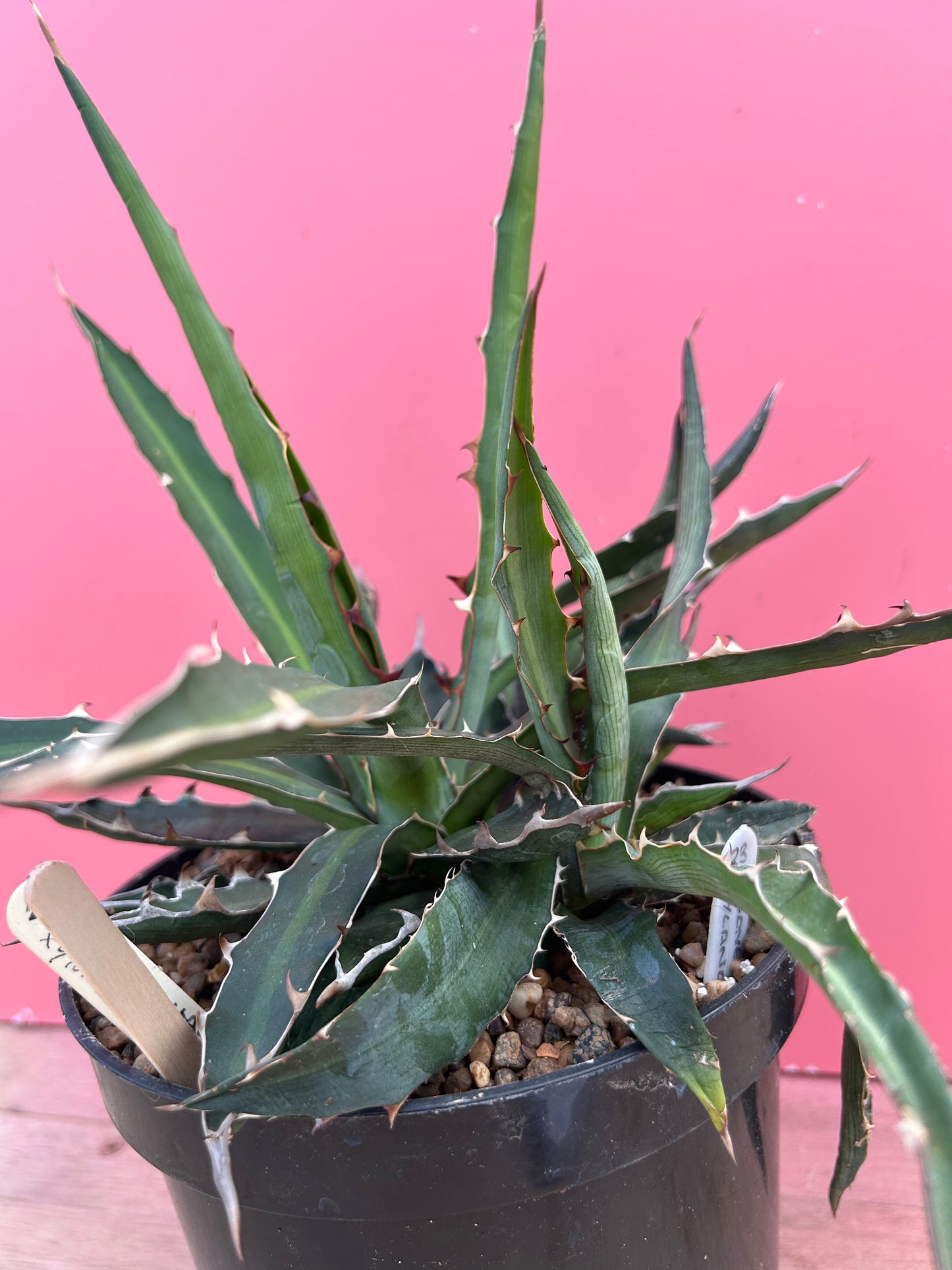 Agave xylonacantha (938)