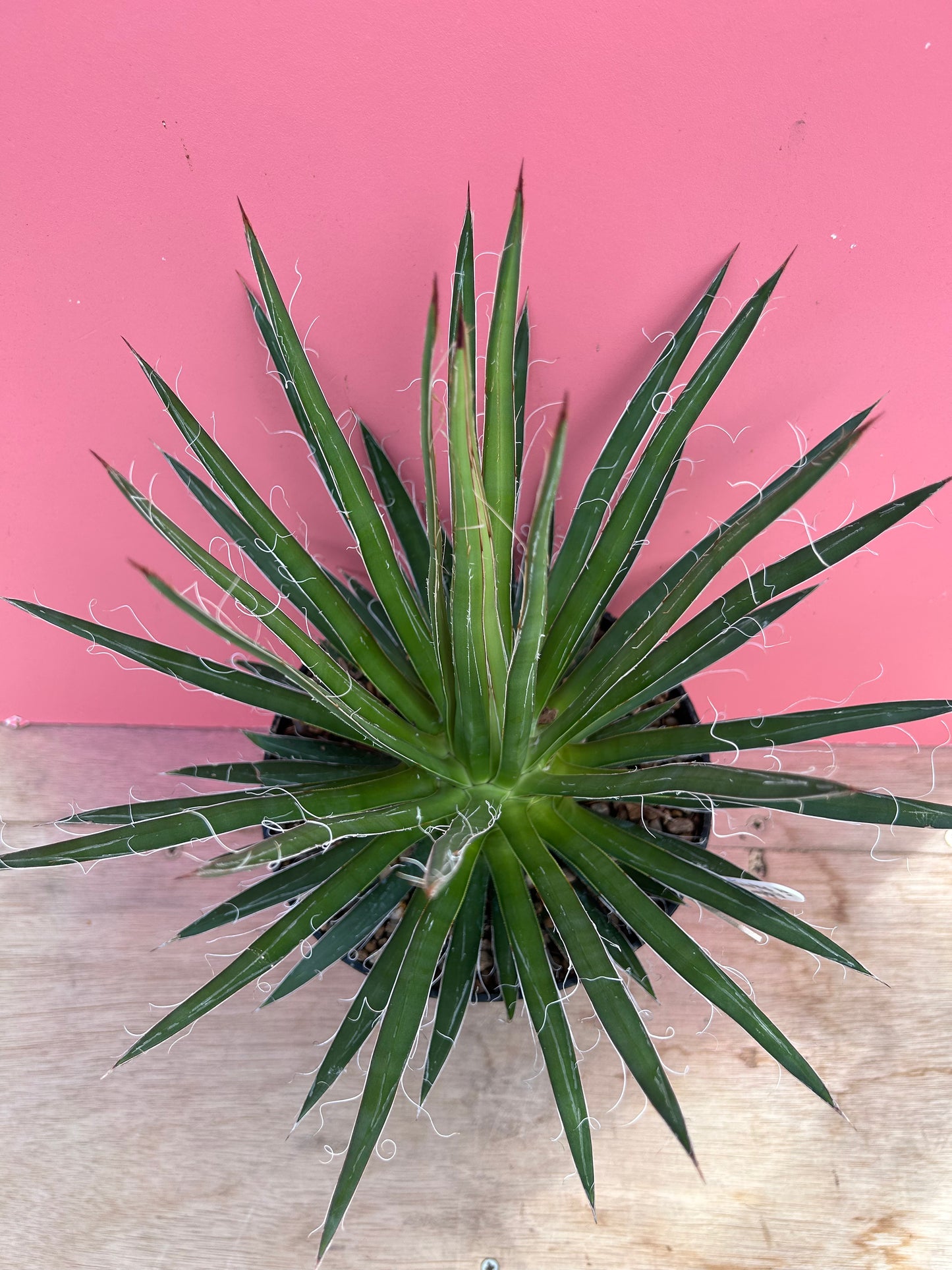 Agave paryiflora (939)
