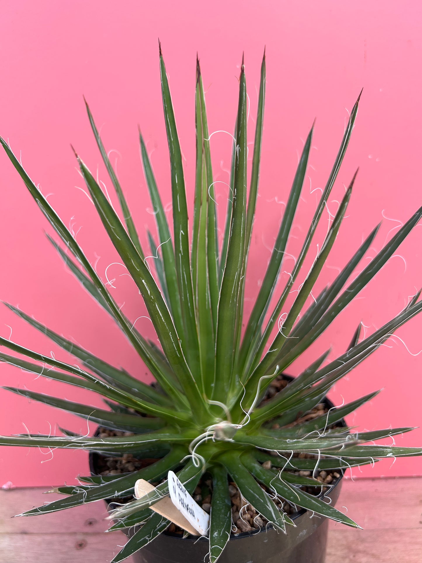 Agave paryiflora (939)