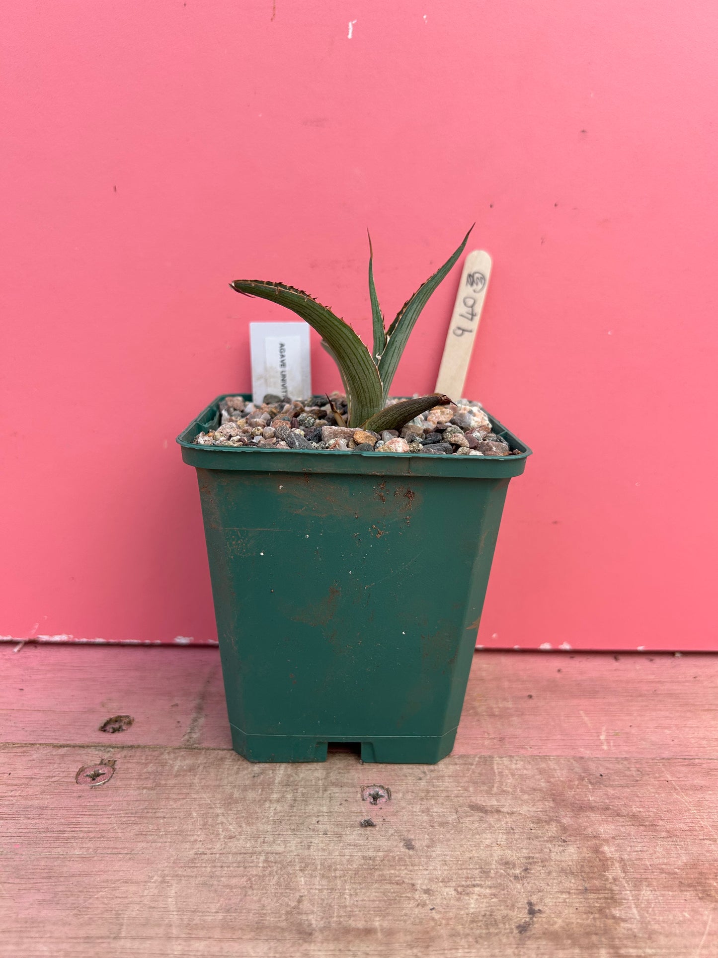 Agave univittata (940)
