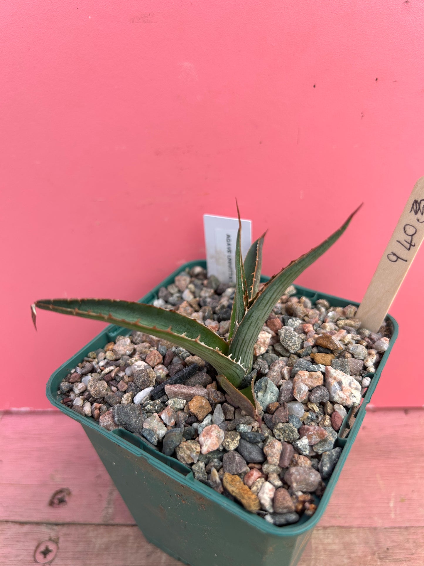 Agave univittata (940)