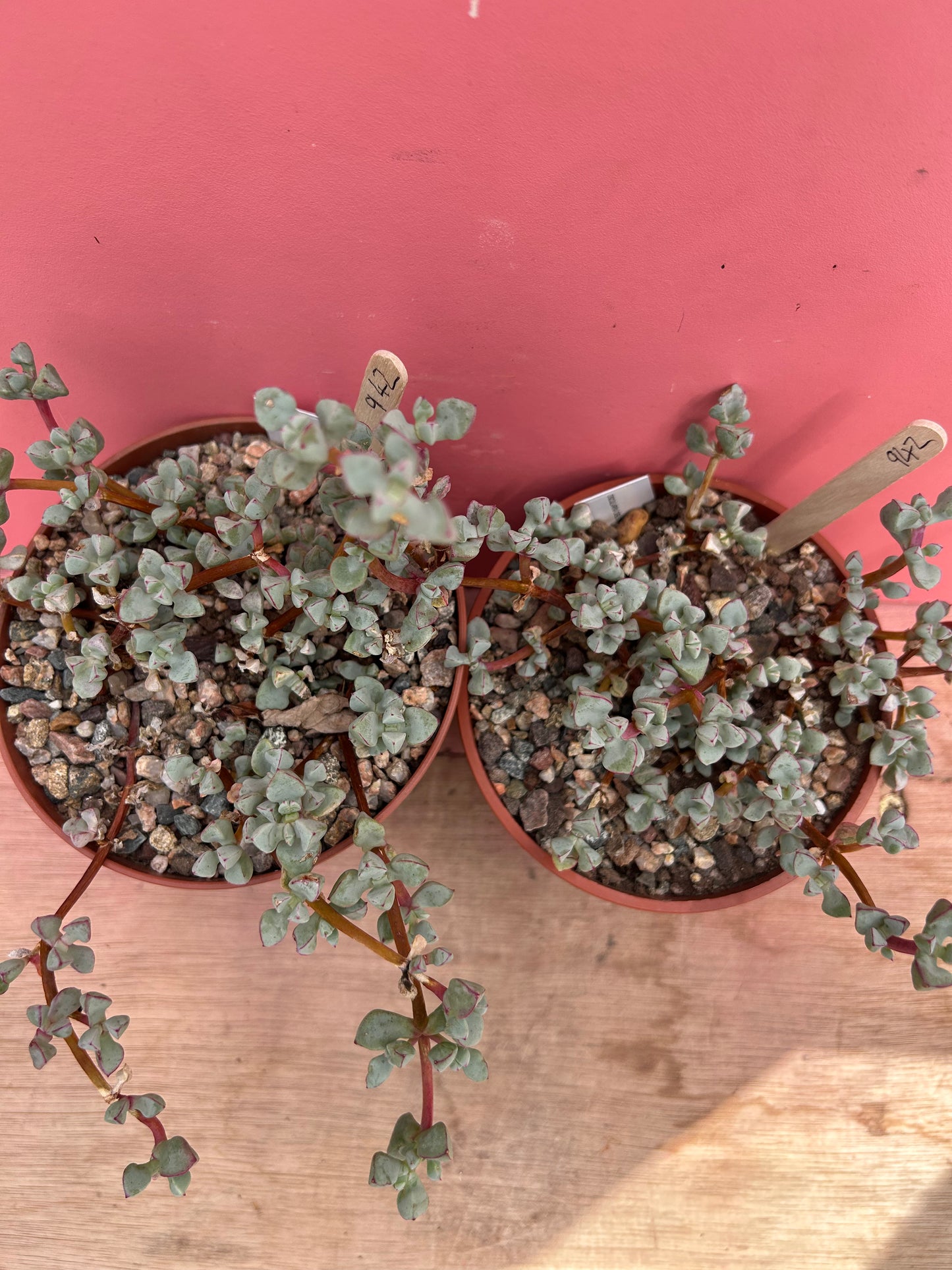 Oscularia deltoides (942)