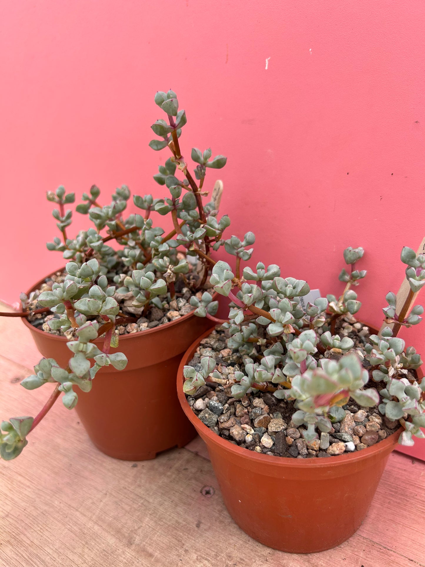 Oscularia deltoides (942)