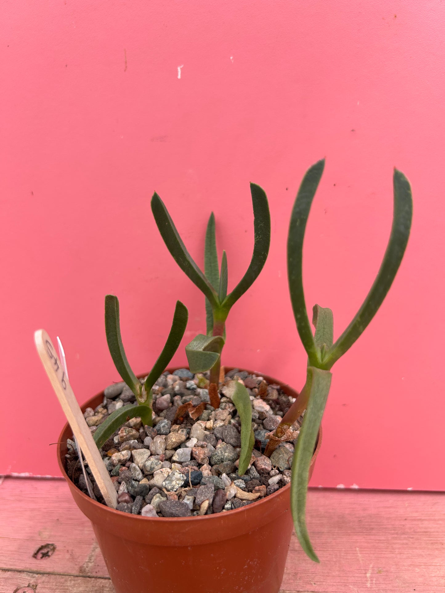 Carpobrotus edulis (945)
