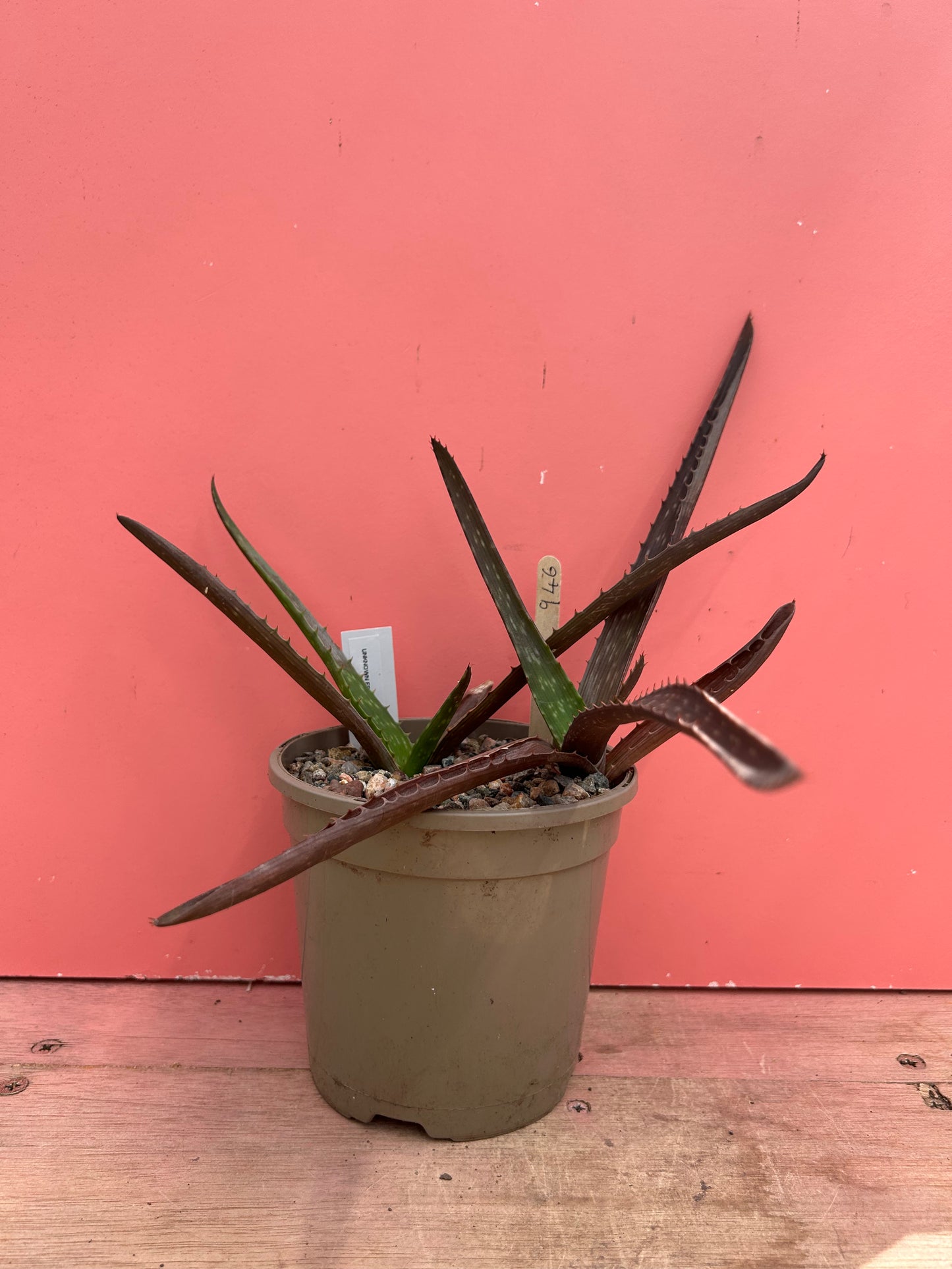 Aloe species (946)