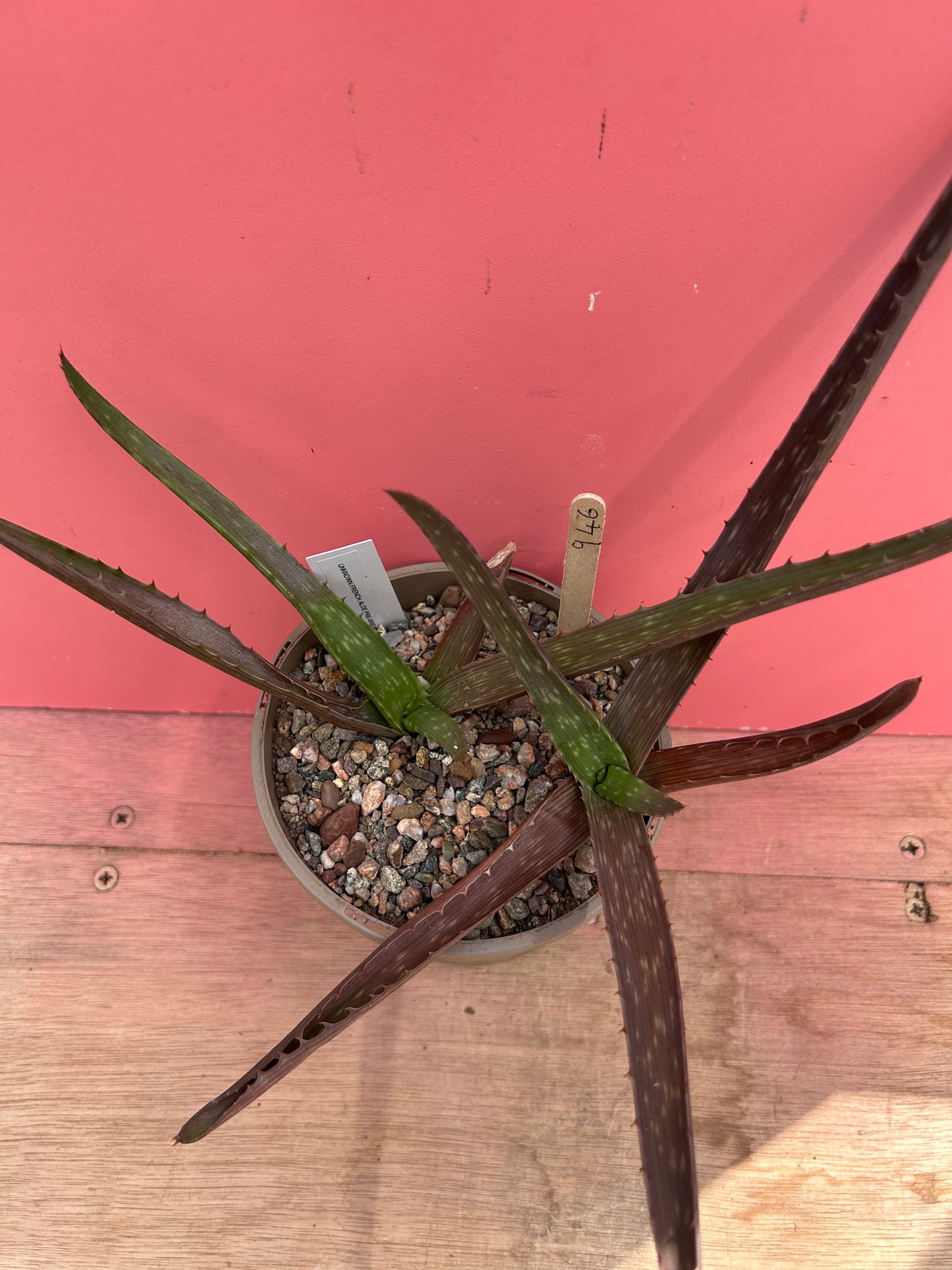 Aloe species (946)