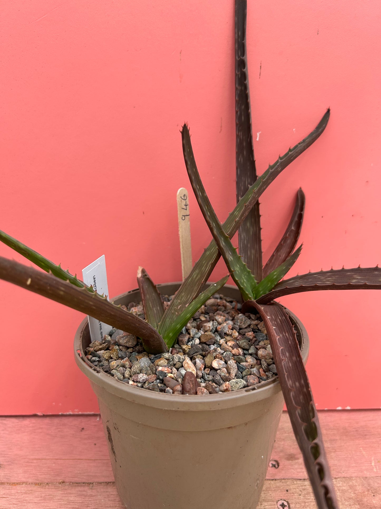 Aloe species (946)