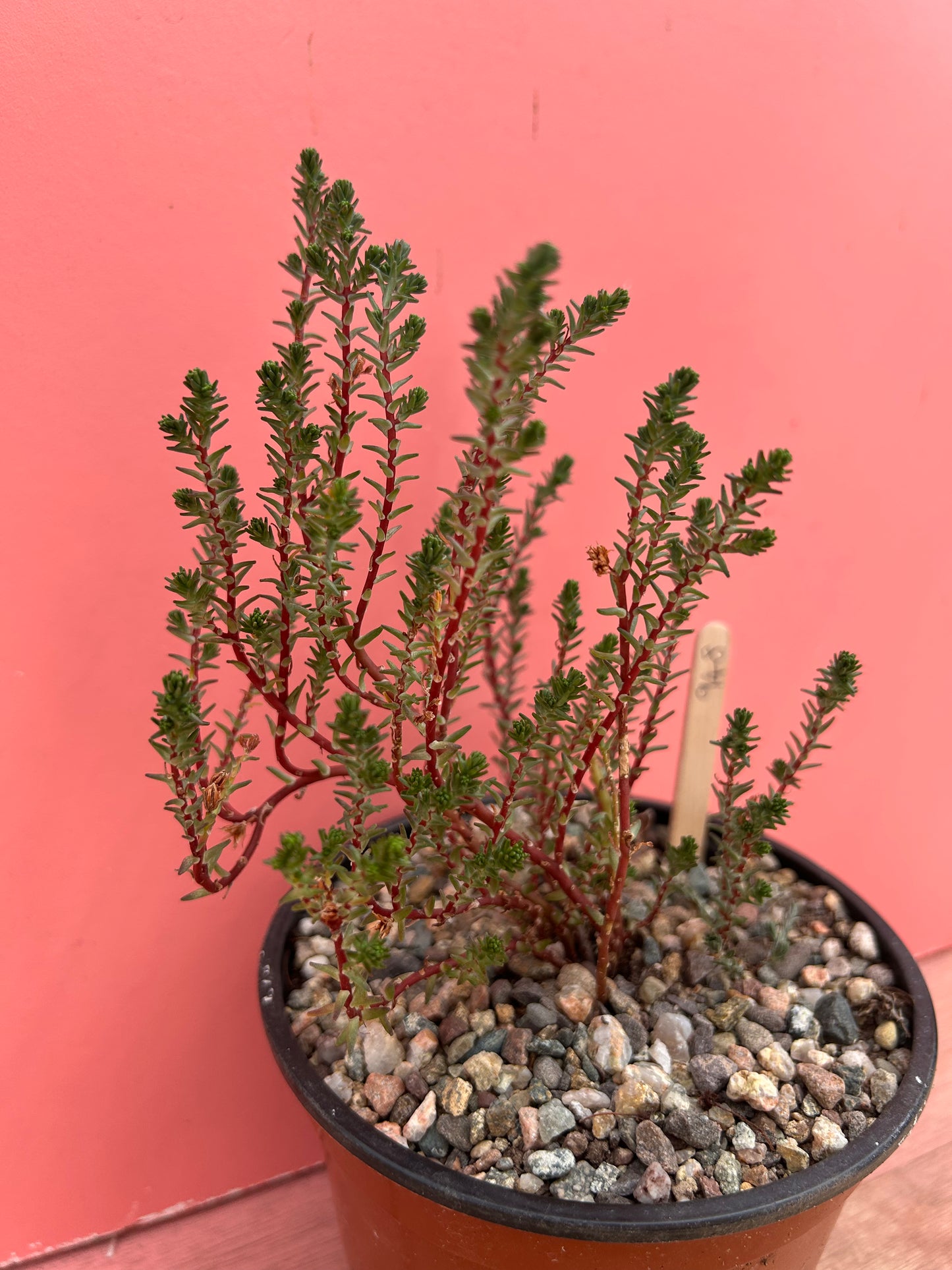 Sedum species (948)