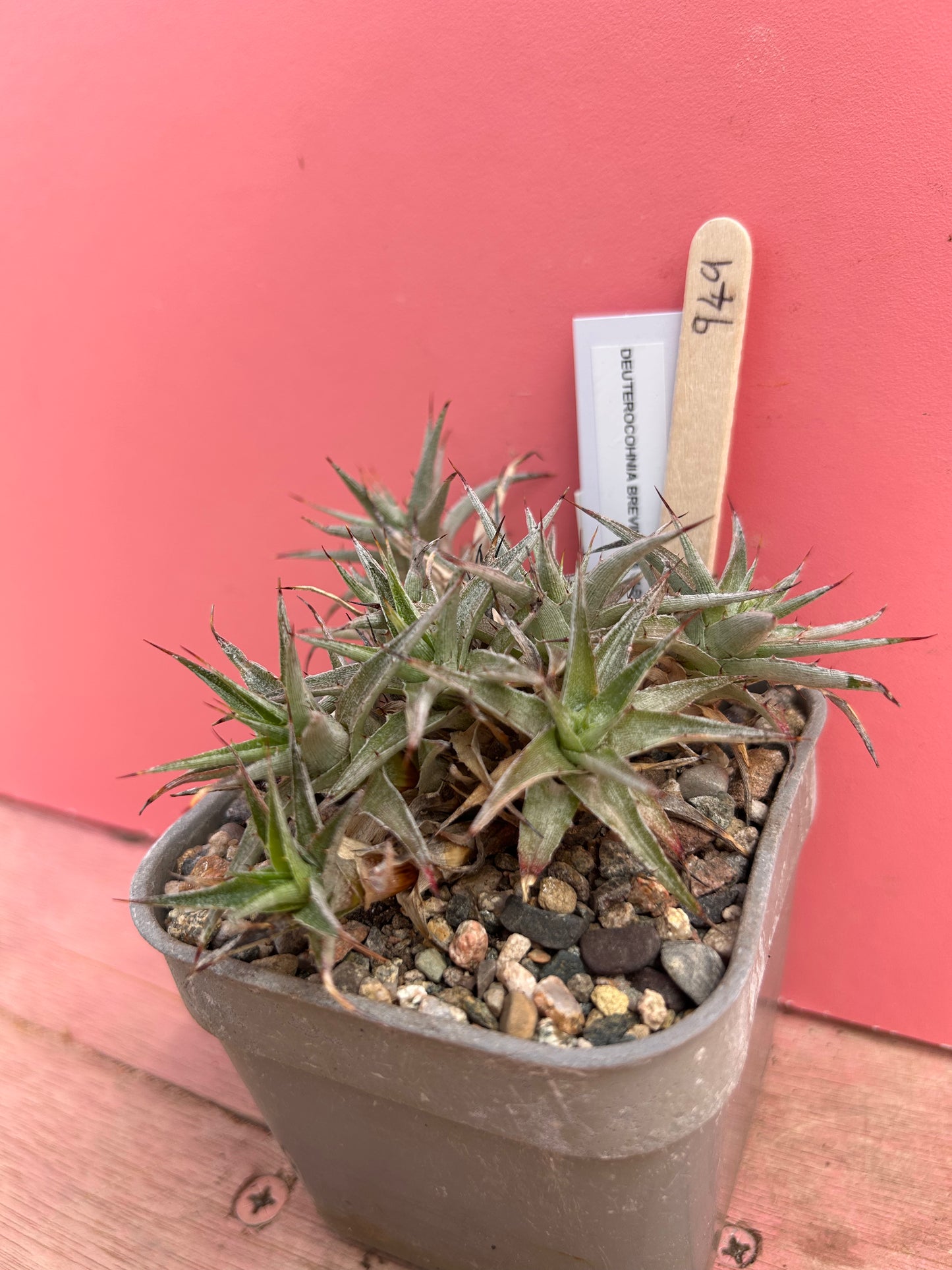 Deuterocohnia brevifolia (949)