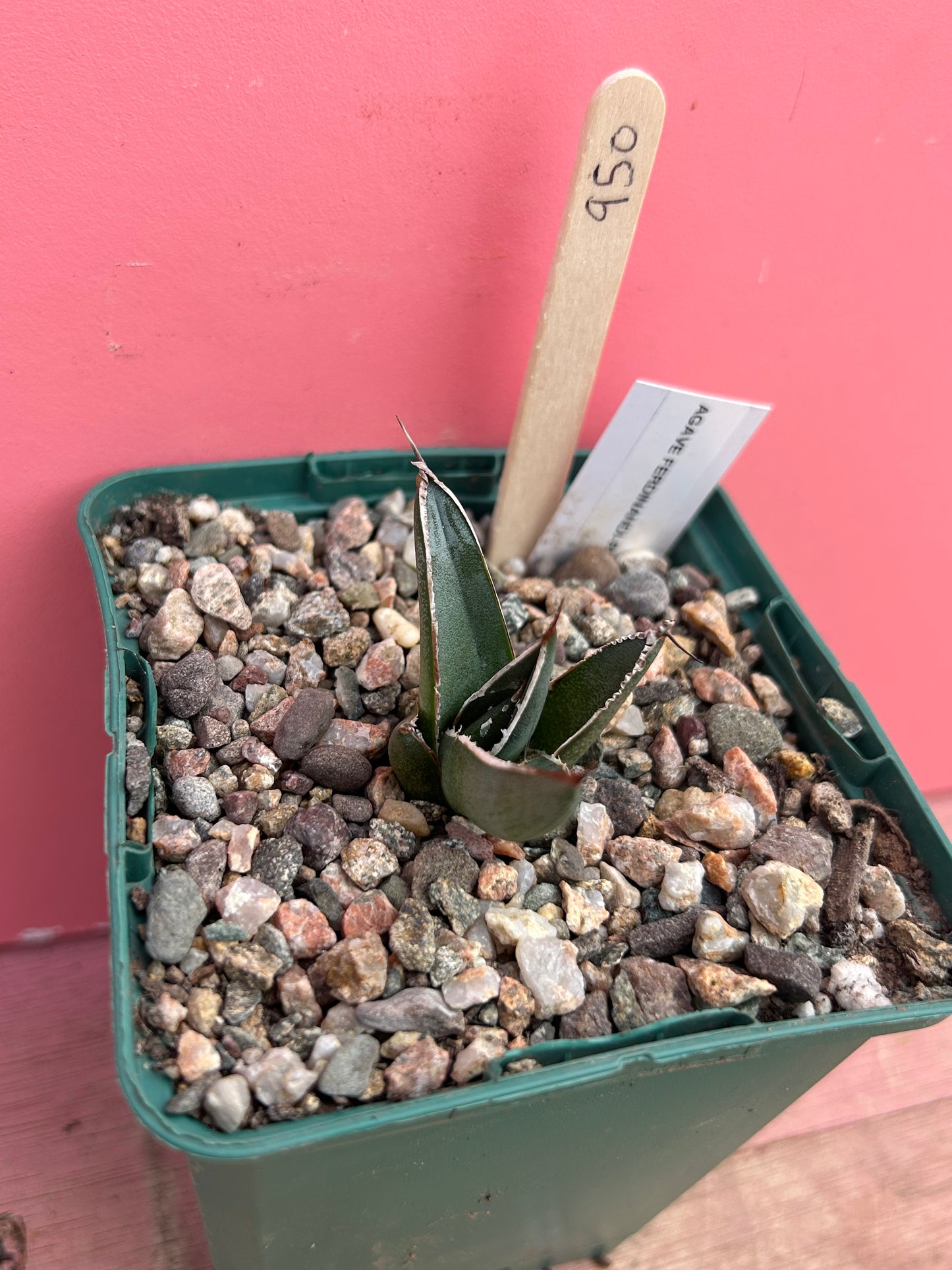 Agave ferdinandi regis (950)