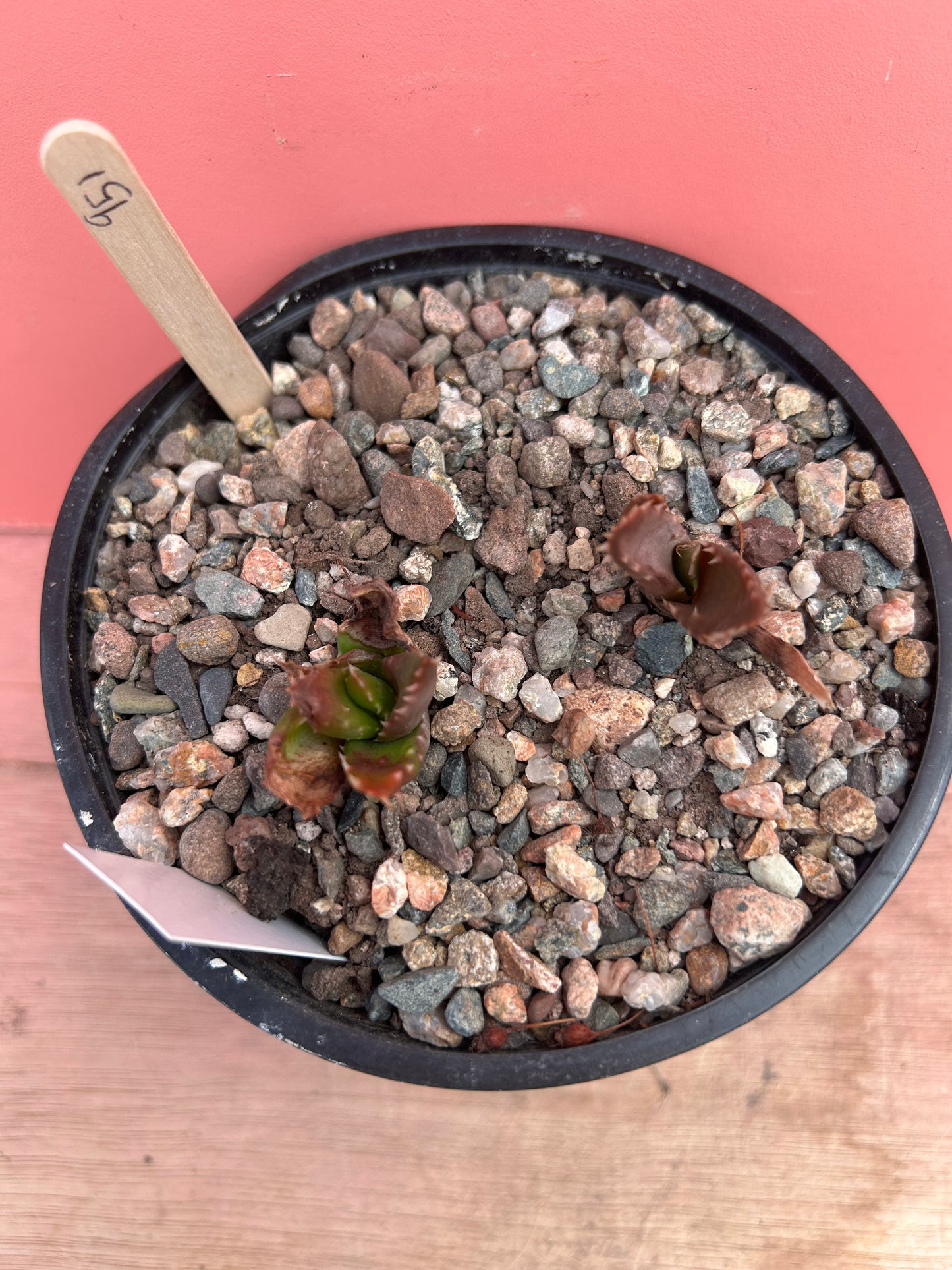 Aloe mitriformis (951)