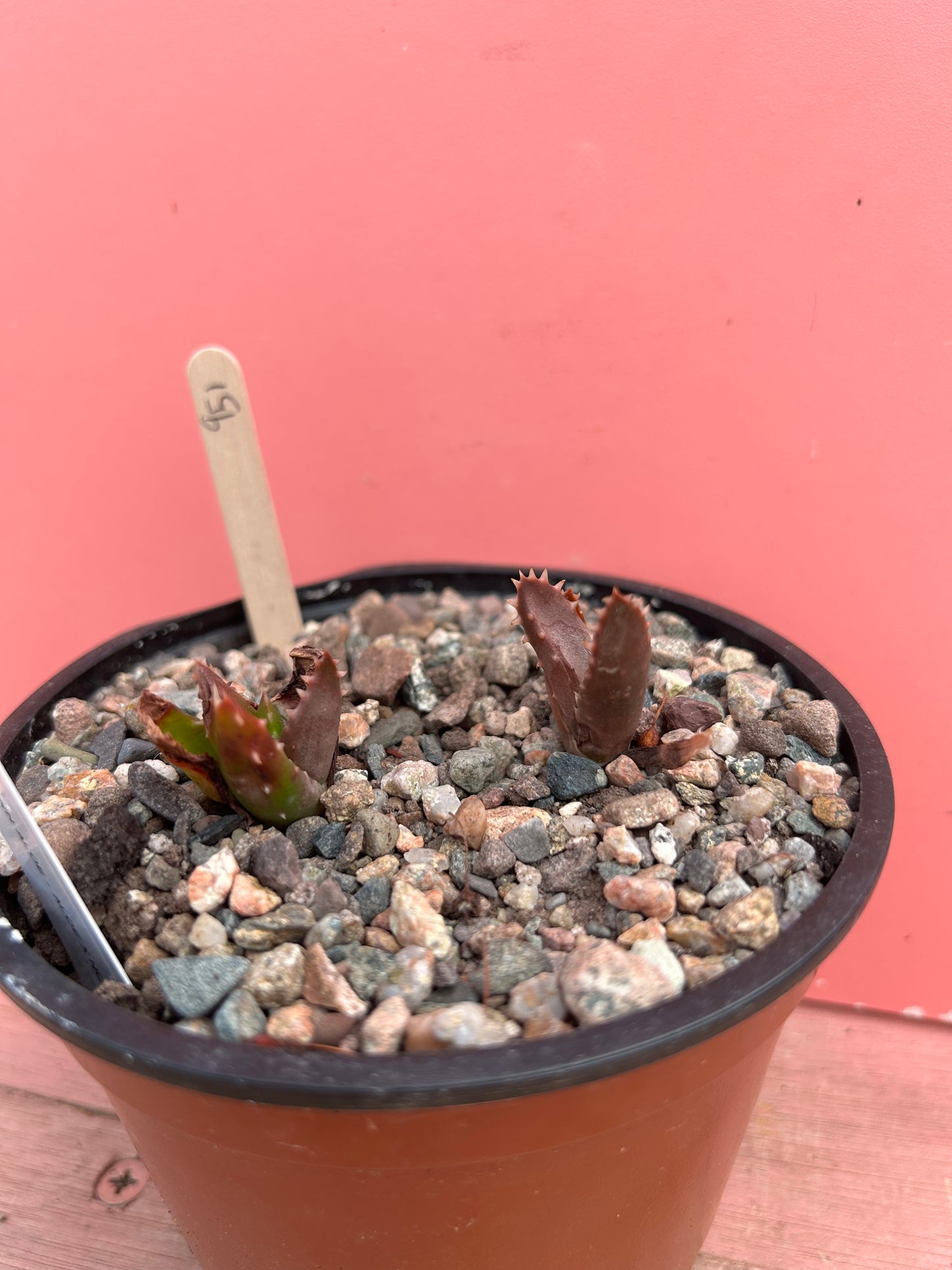 Aloe mitriformis (951)