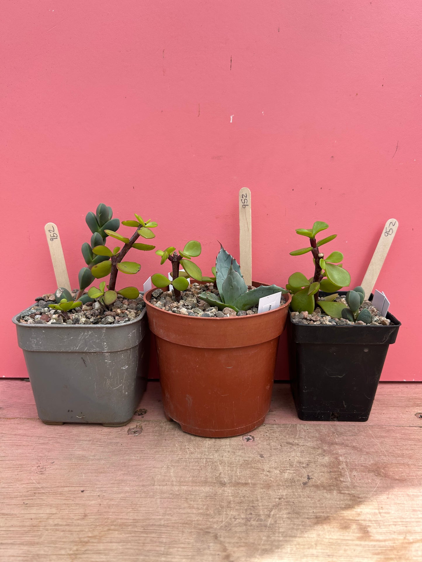 Mixed succulents set of 3 (952)