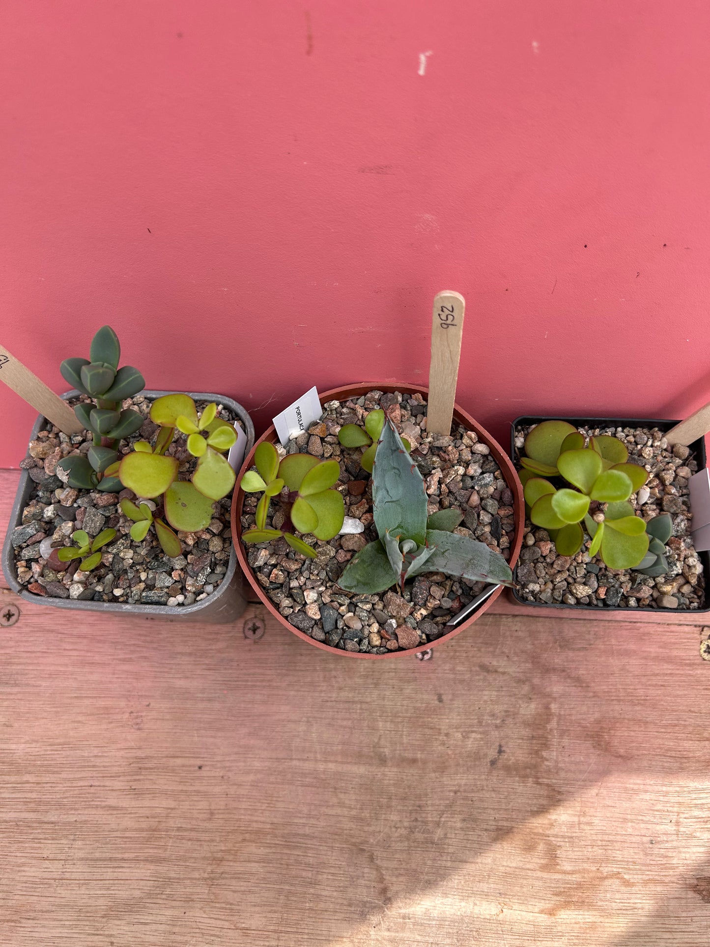 Mixed succulents set of 3 (952)