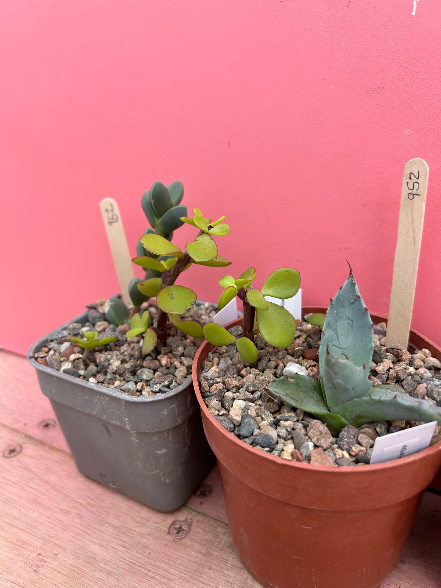 Mixed succulents set of 3 (952)