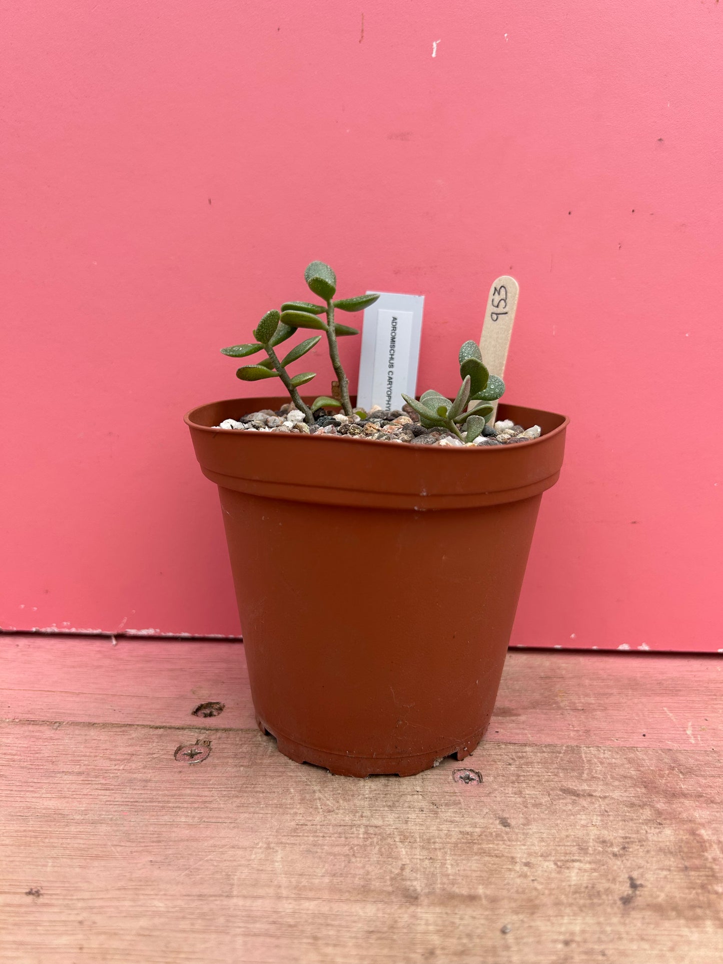 Adromischus caryophyllaceus (953)