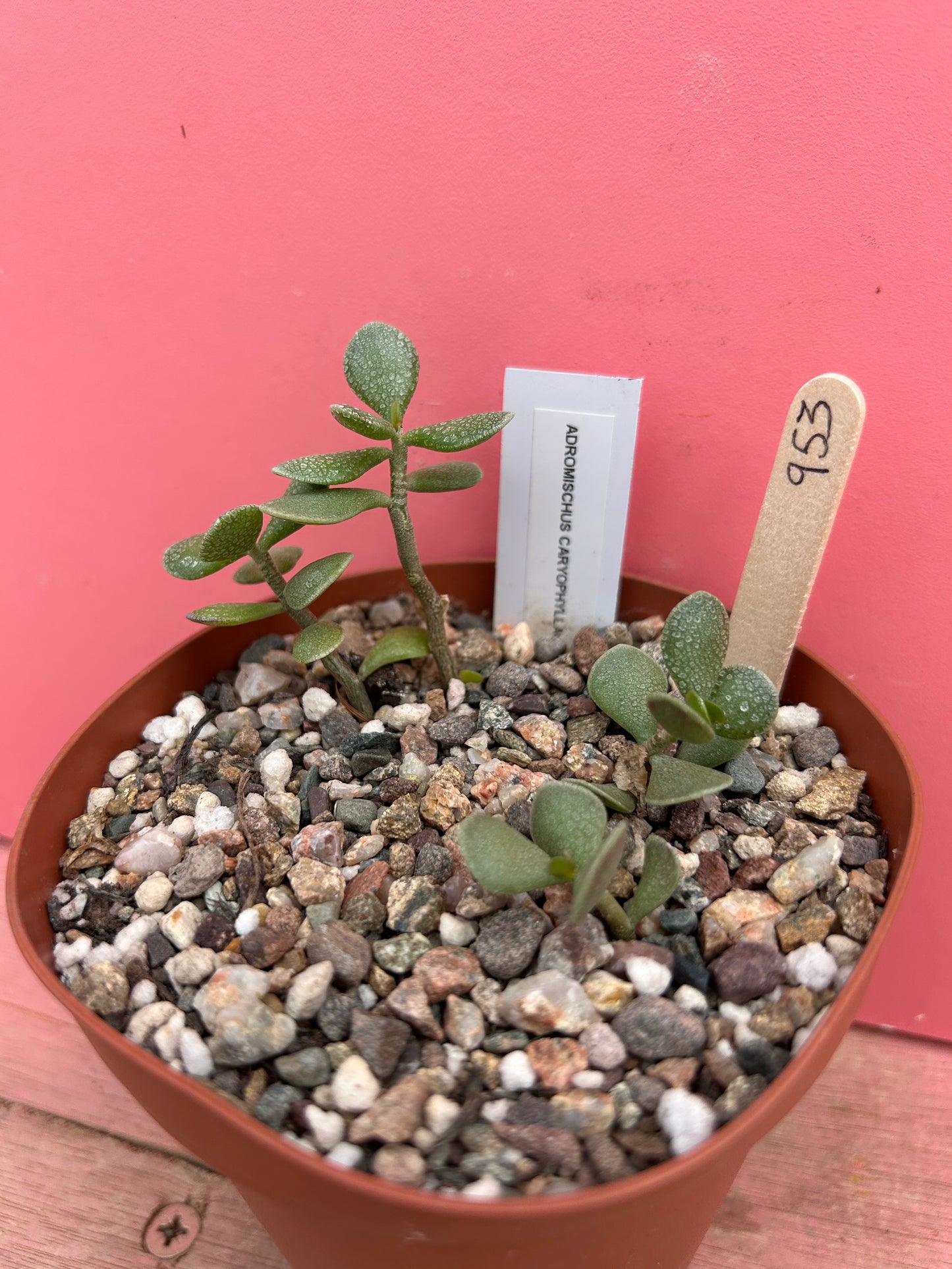 Adromischus caryophyllaceus (953)