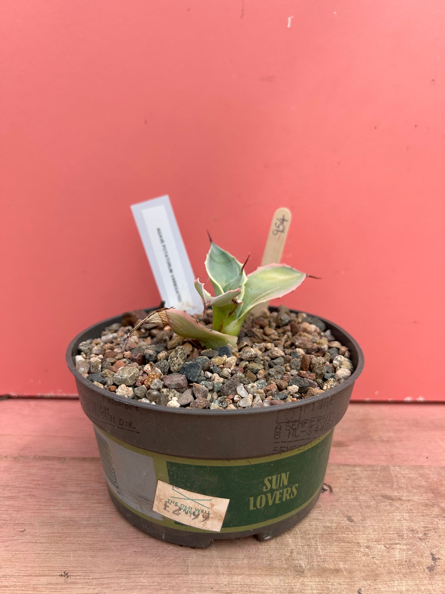 Agave potatorum variegated (954)