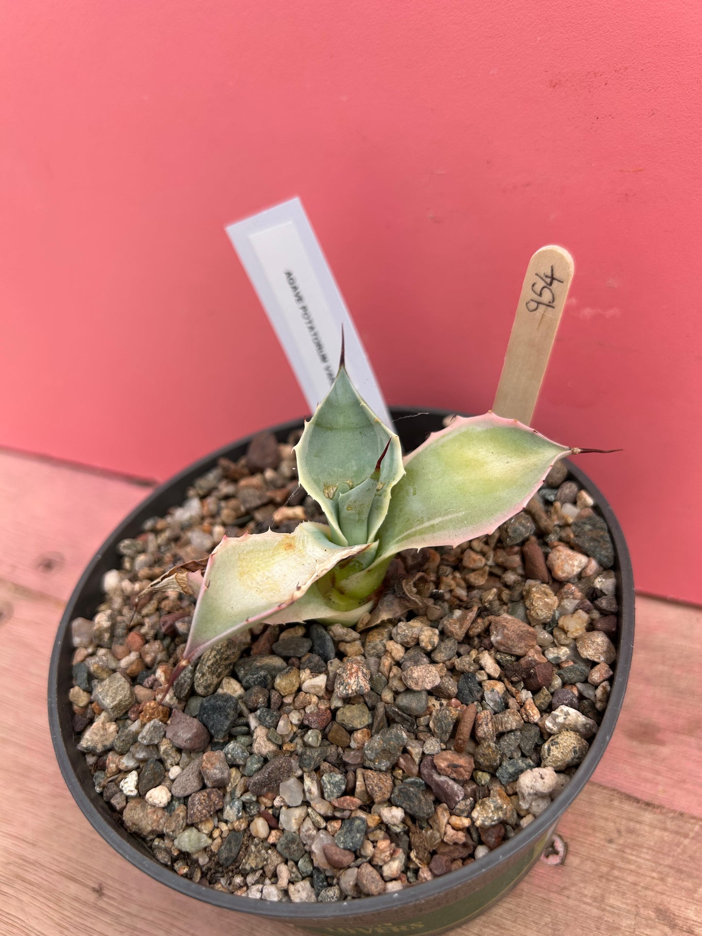 Agave potatorum variegated (954)