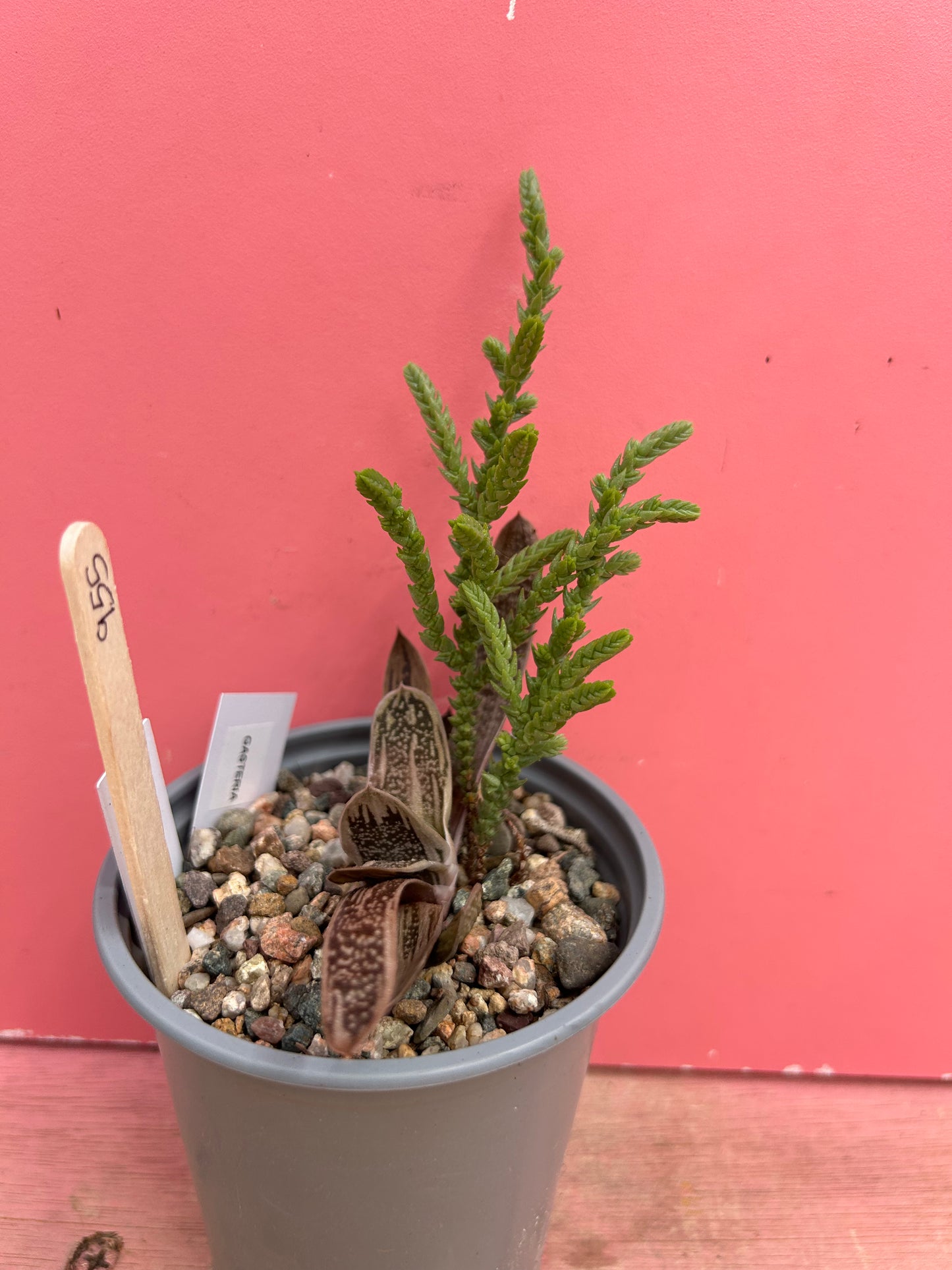 Gasteria + Crassula mix (955)