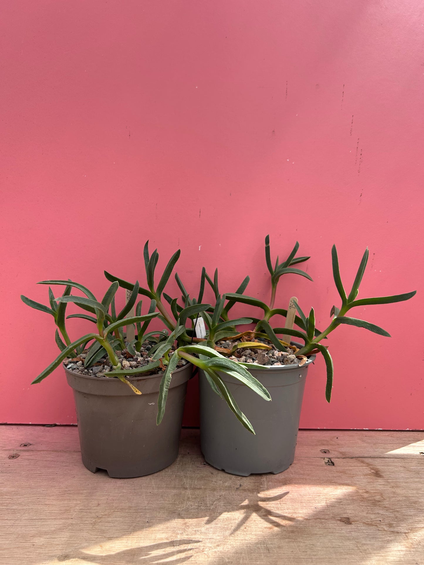 Carpobrotus epulis (956)