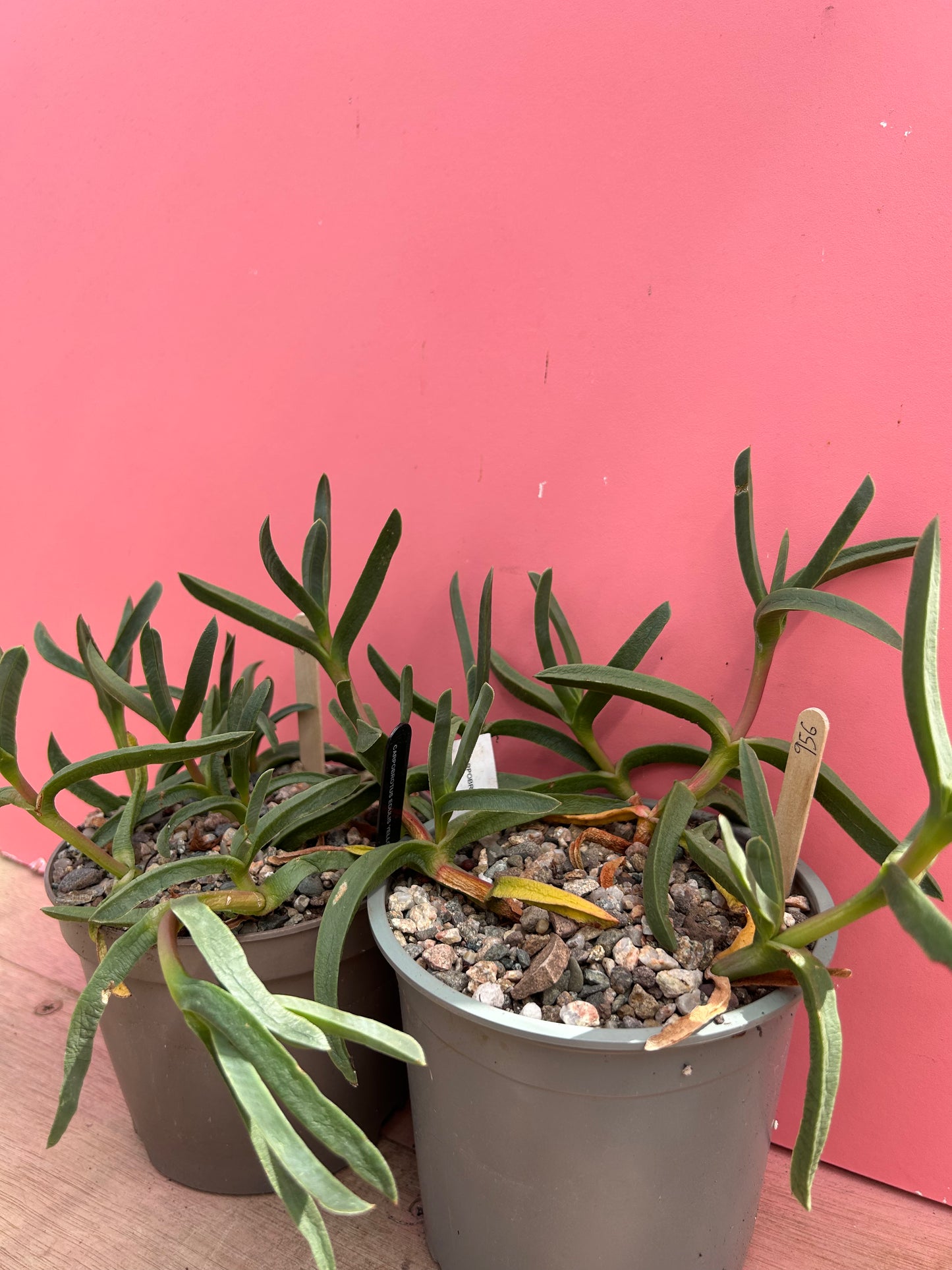 Carpobrotus epulis (956)