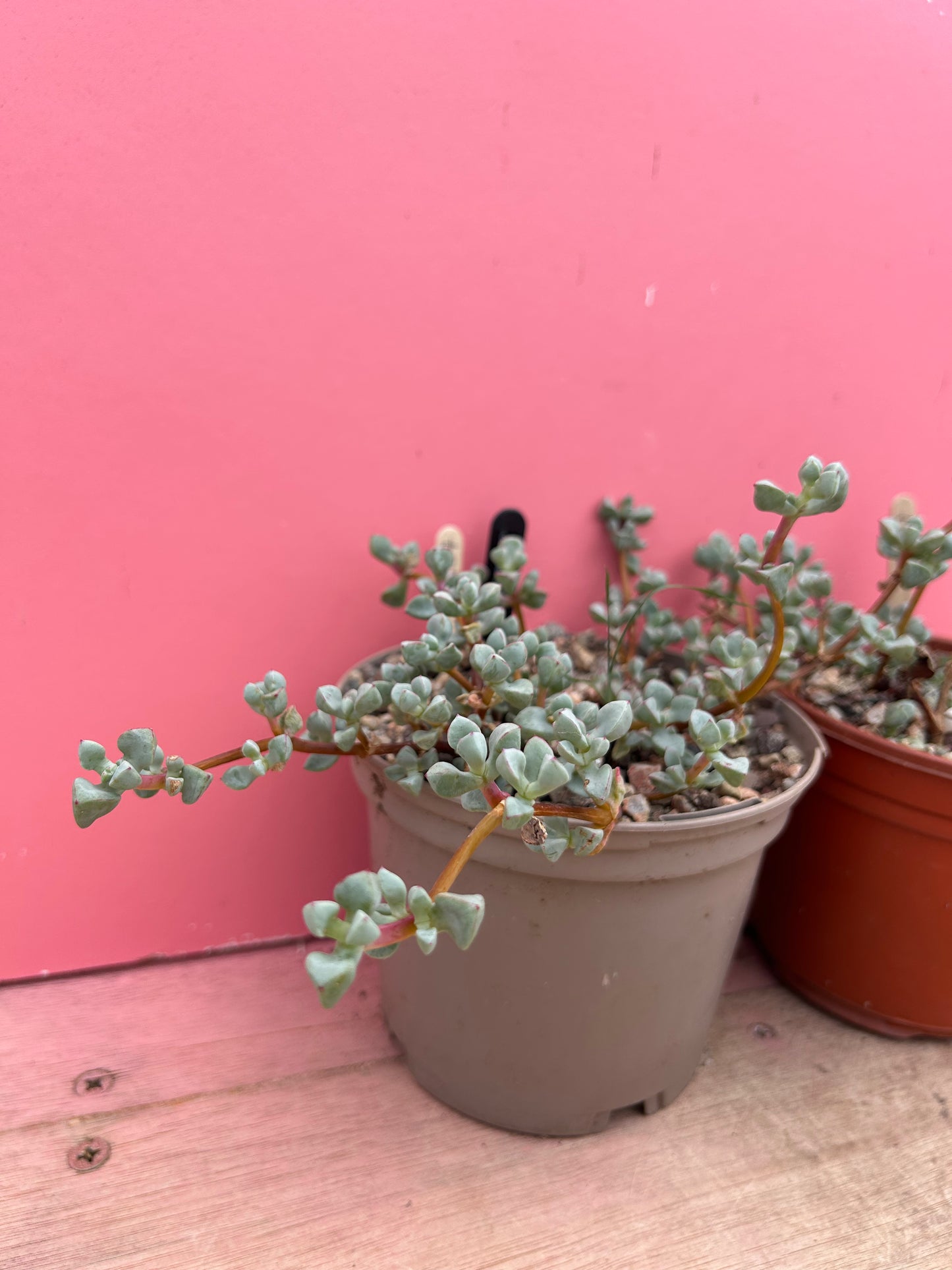 Oscularia deltoides (957)