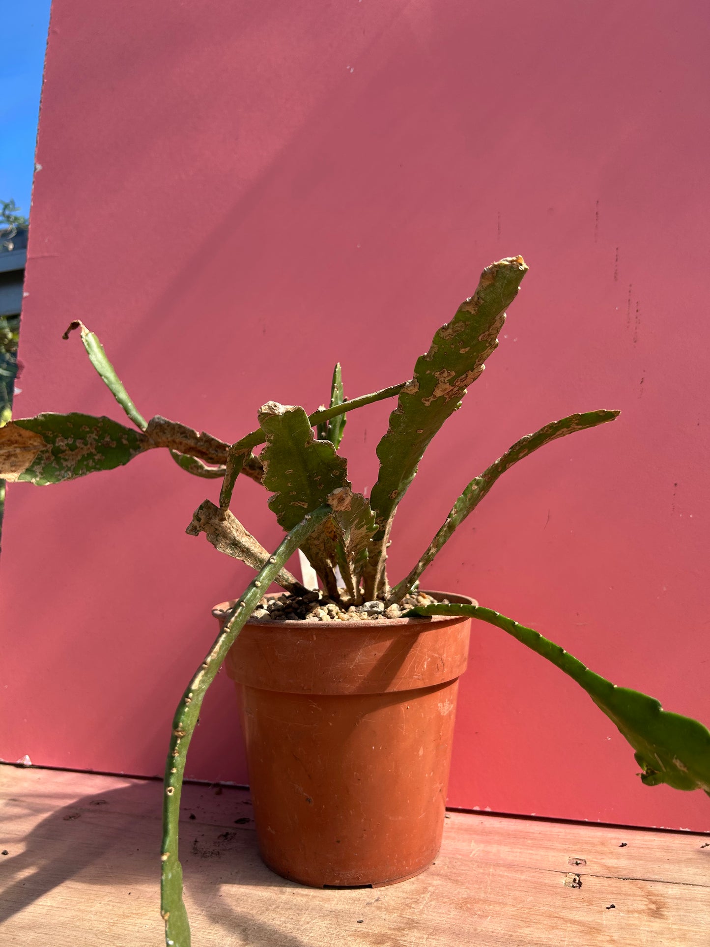 Epiphyllum ackermanii (958)