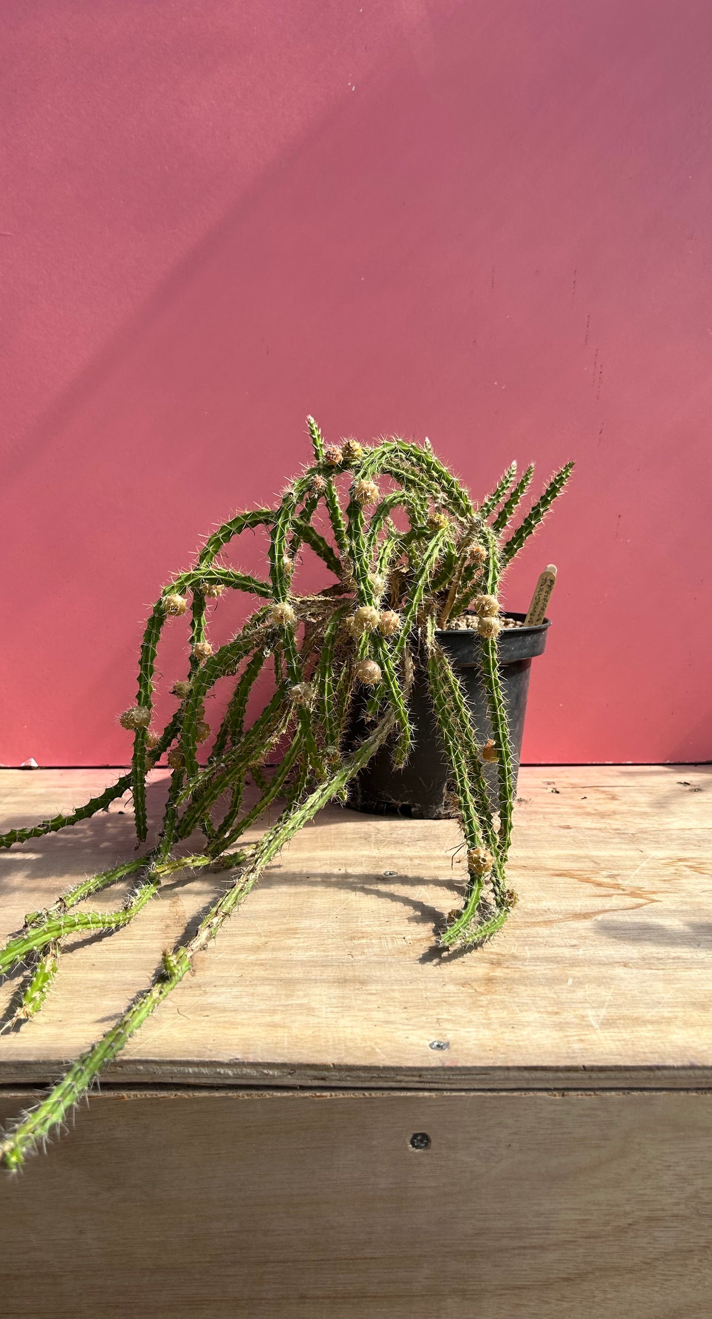 Pfeiffera ianthothele (959)
