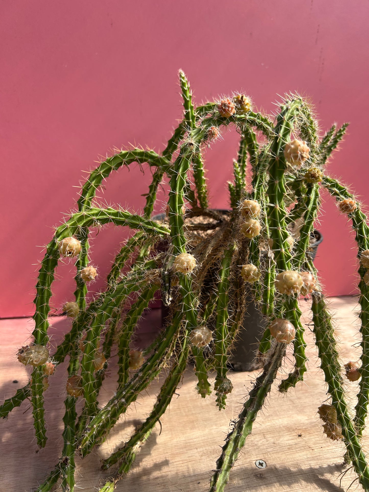 Pfeiffera ianthothele (959)