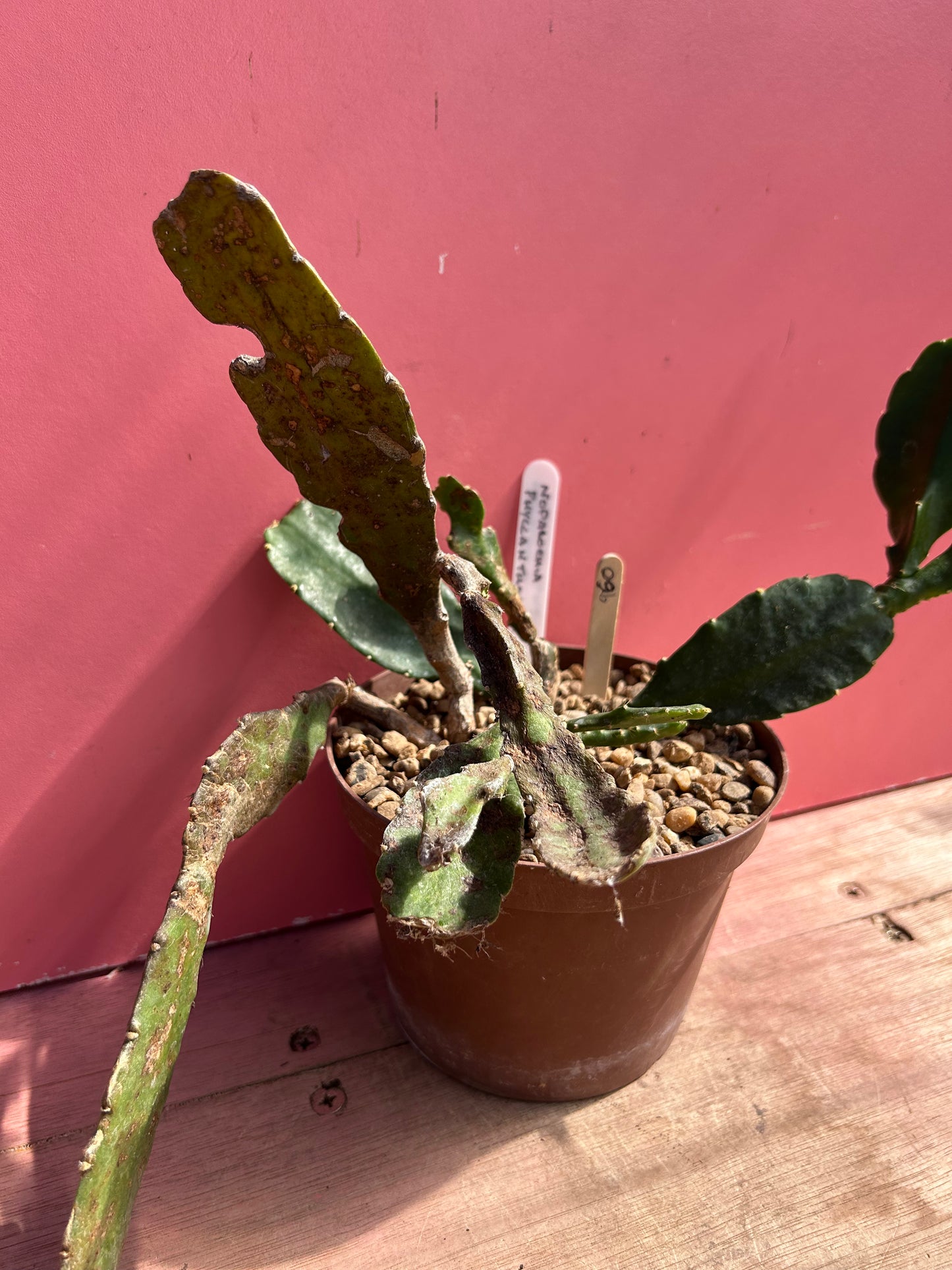 Nopalochia/Disocactus phyllanthodes (960)