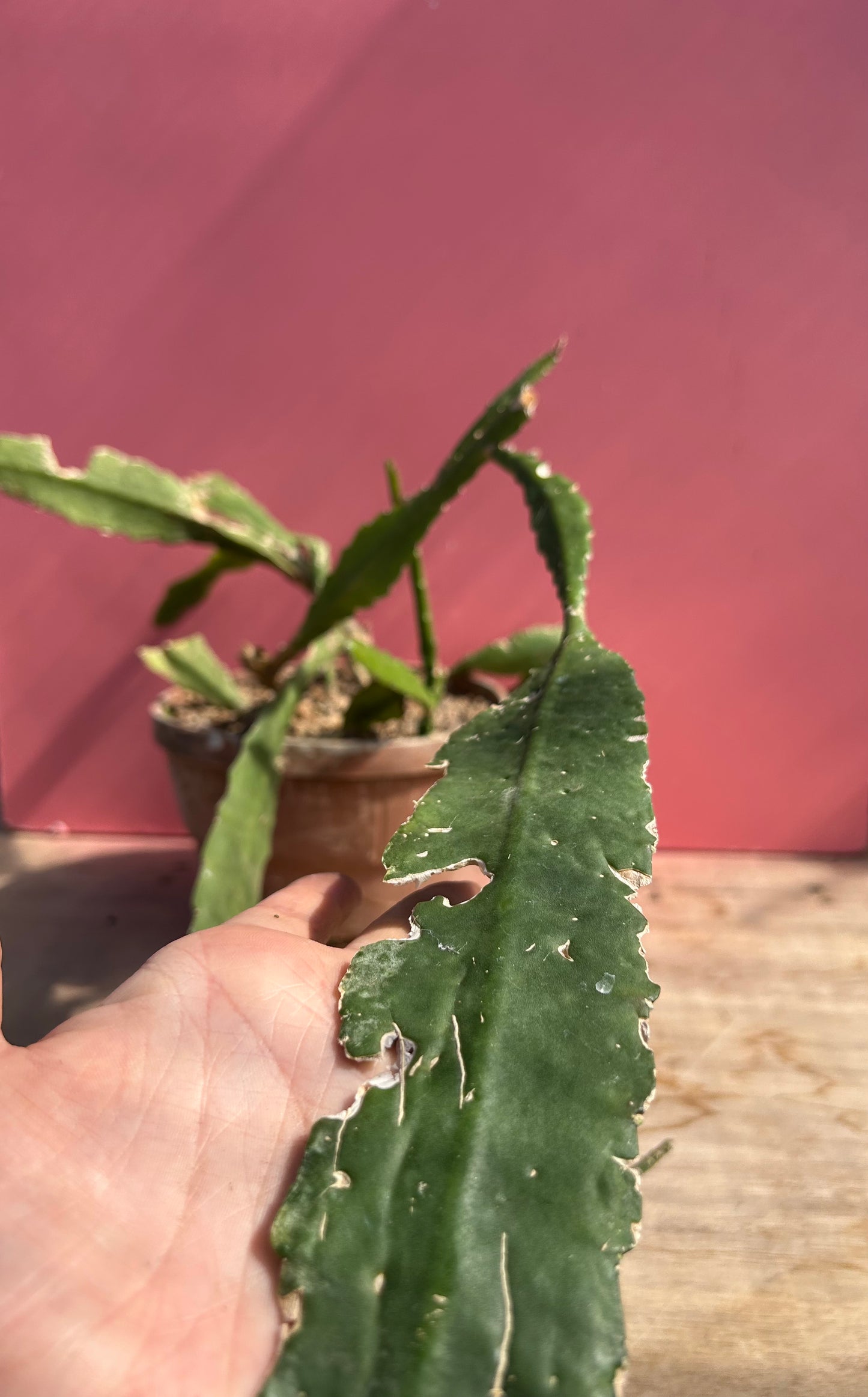 Disocactus phyllanthodes (962)
