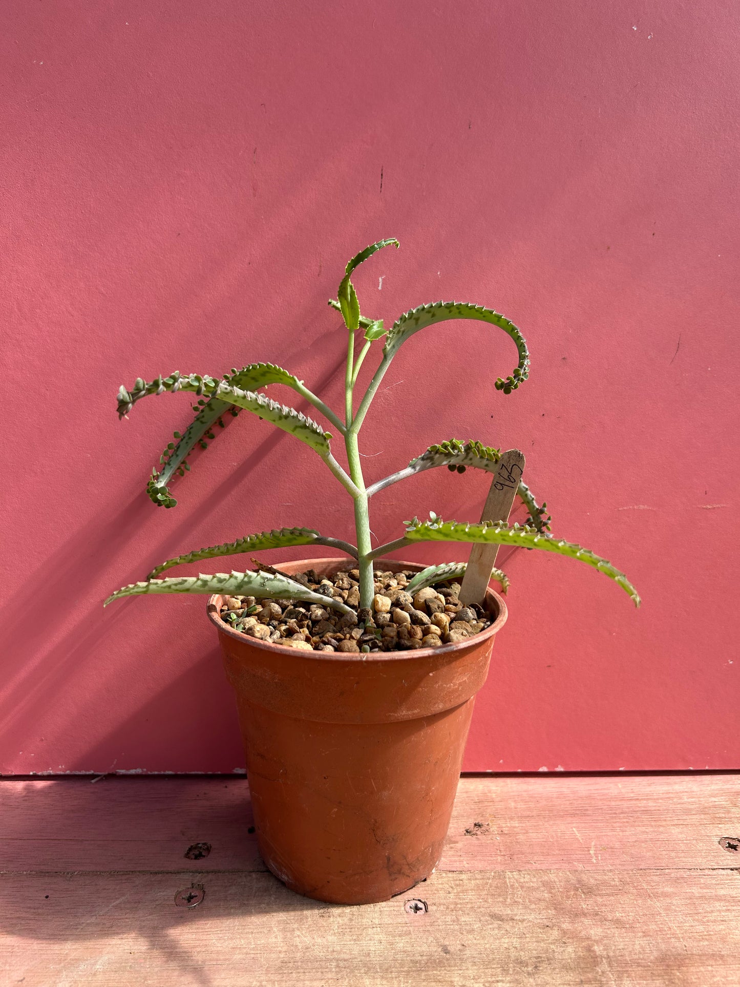 Kalanchoe 'Mother of Thousands' (963)