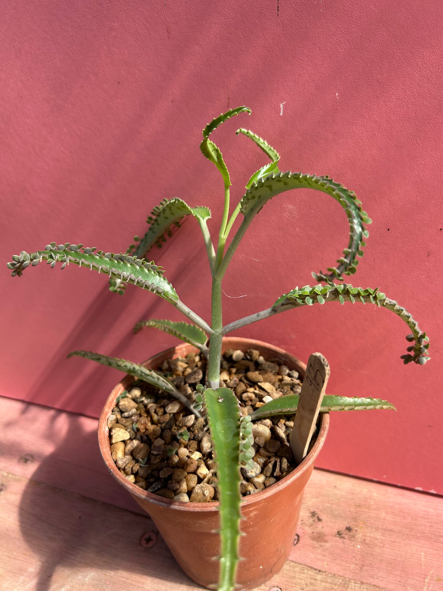 Kalanchoe 'Mother of Thousands' (963)