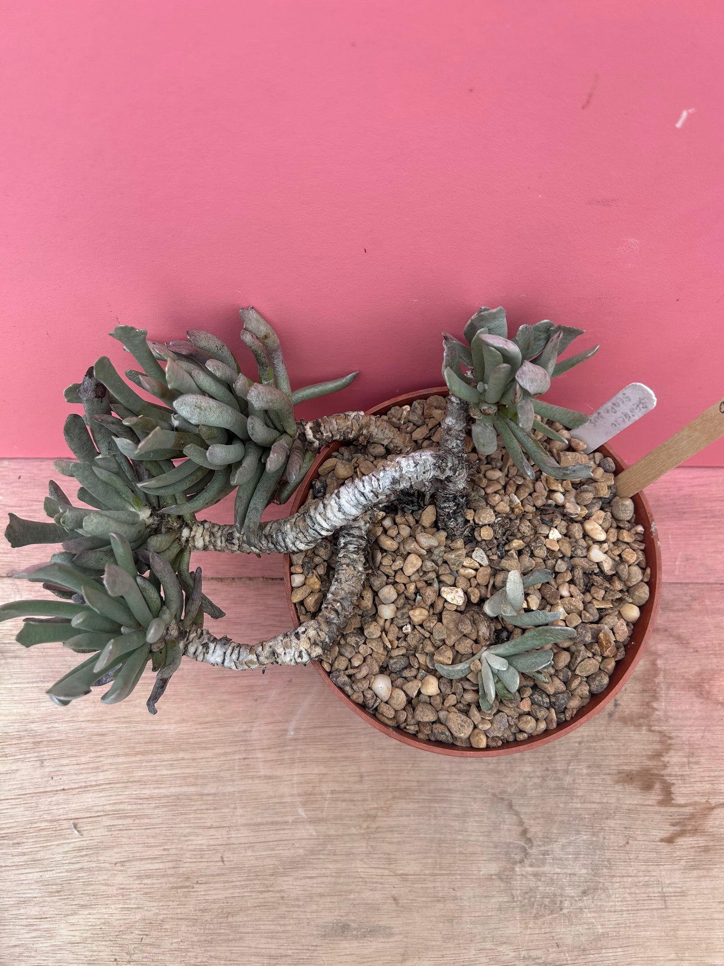 Senecio scaposus (964)