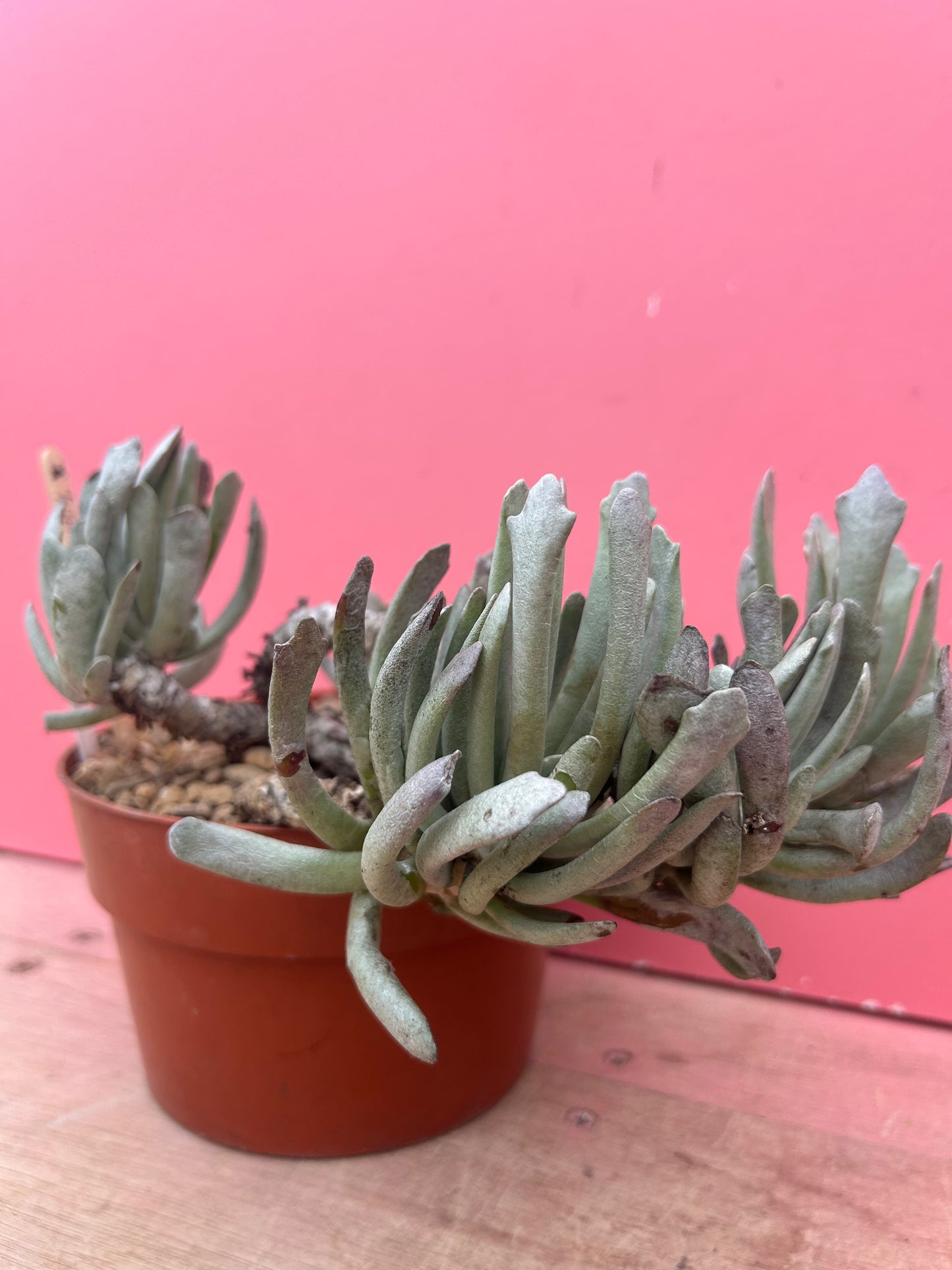 Senecio scaposus (964)
