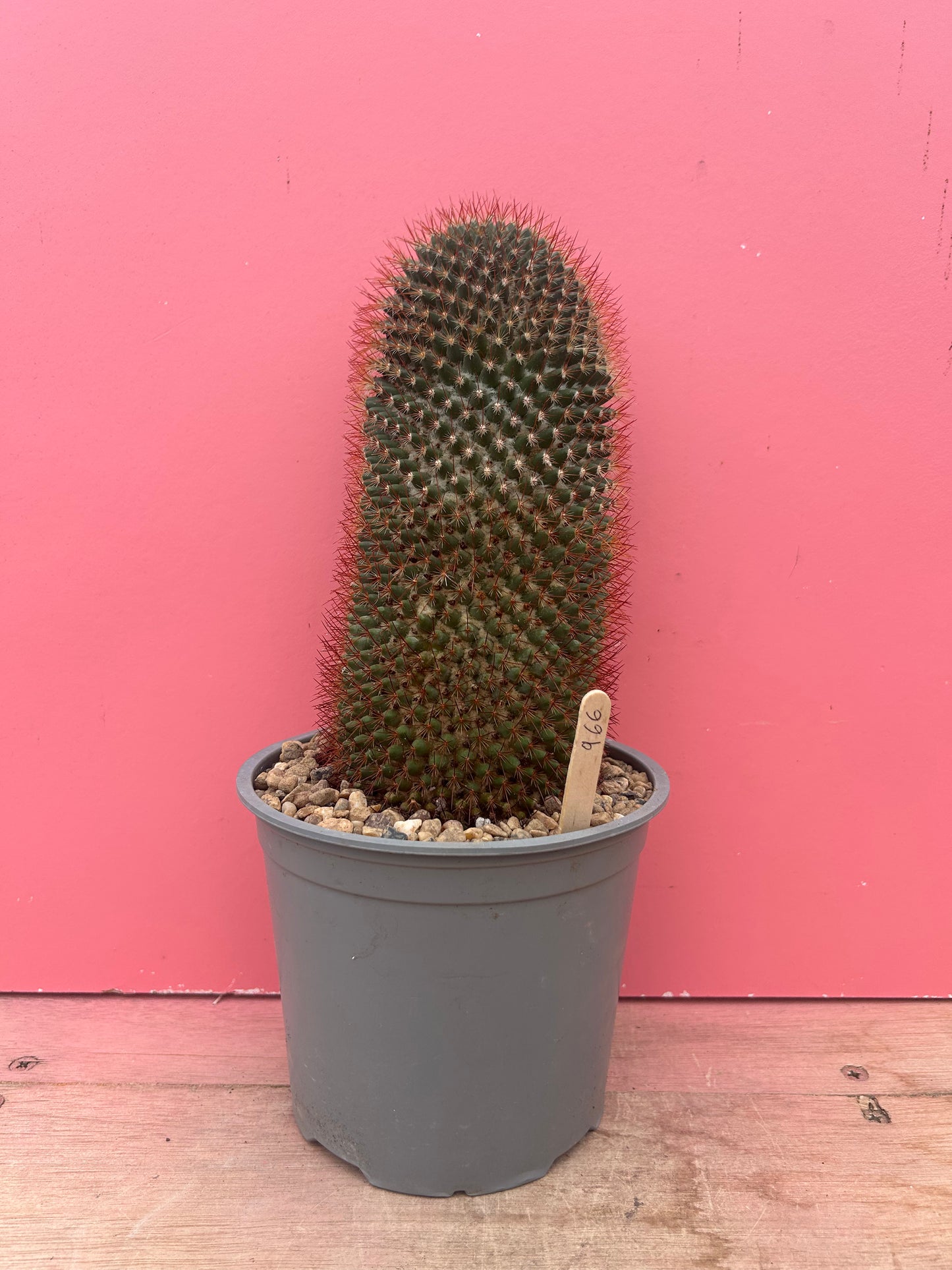 Mammilaria spinossima (966)