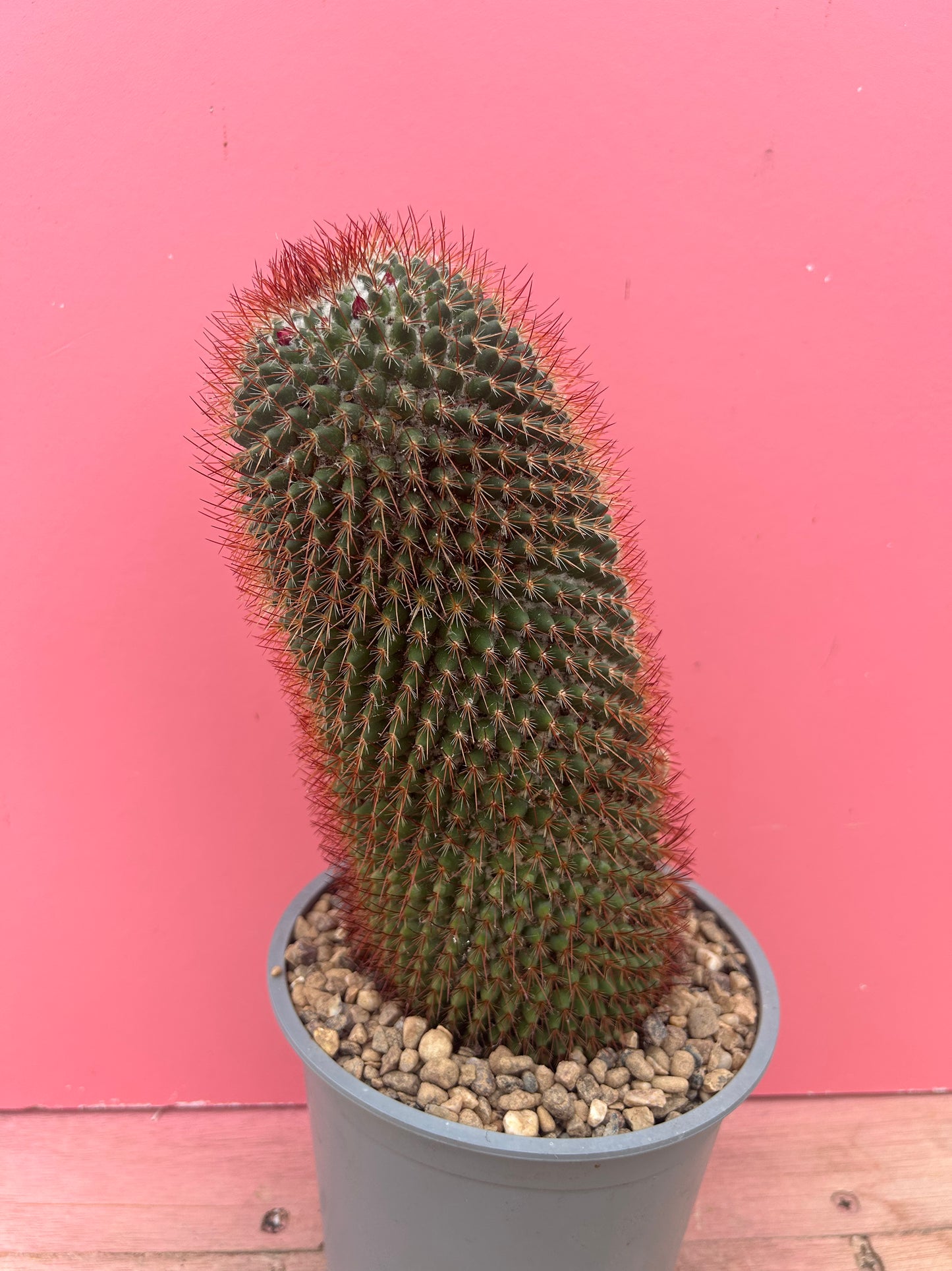 Mammilaria spinossima (966)
