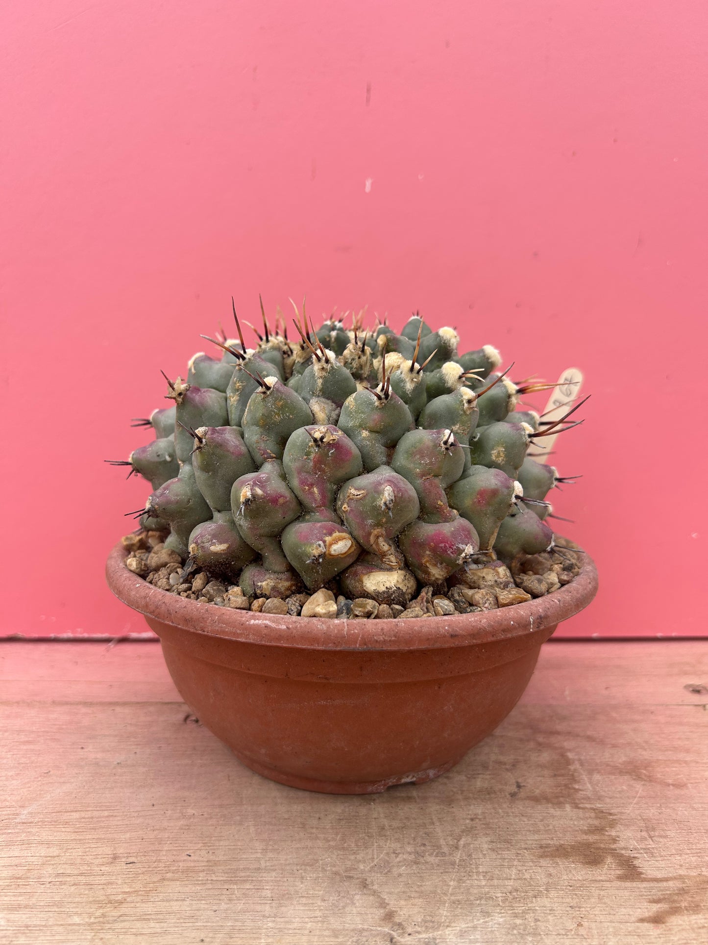 Thelocactus rinconensis in need of TLC (967)